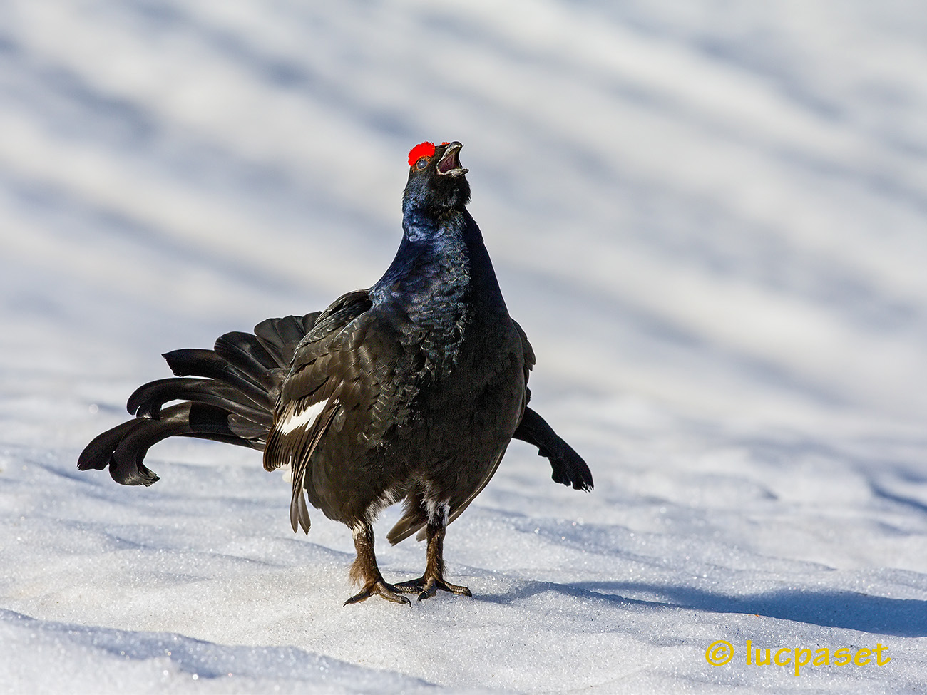 Mountain Rooster singing