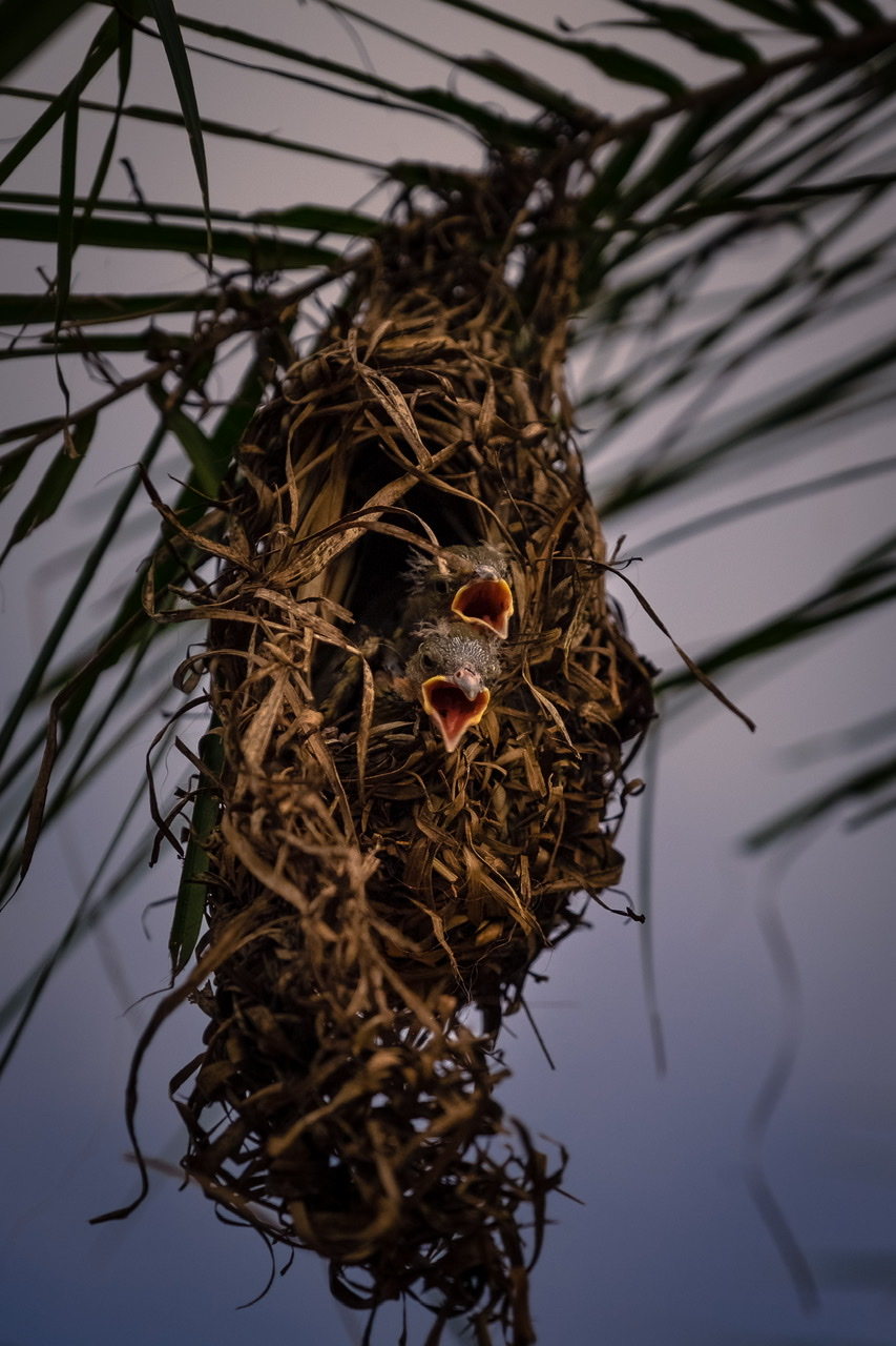 Weaver Birds