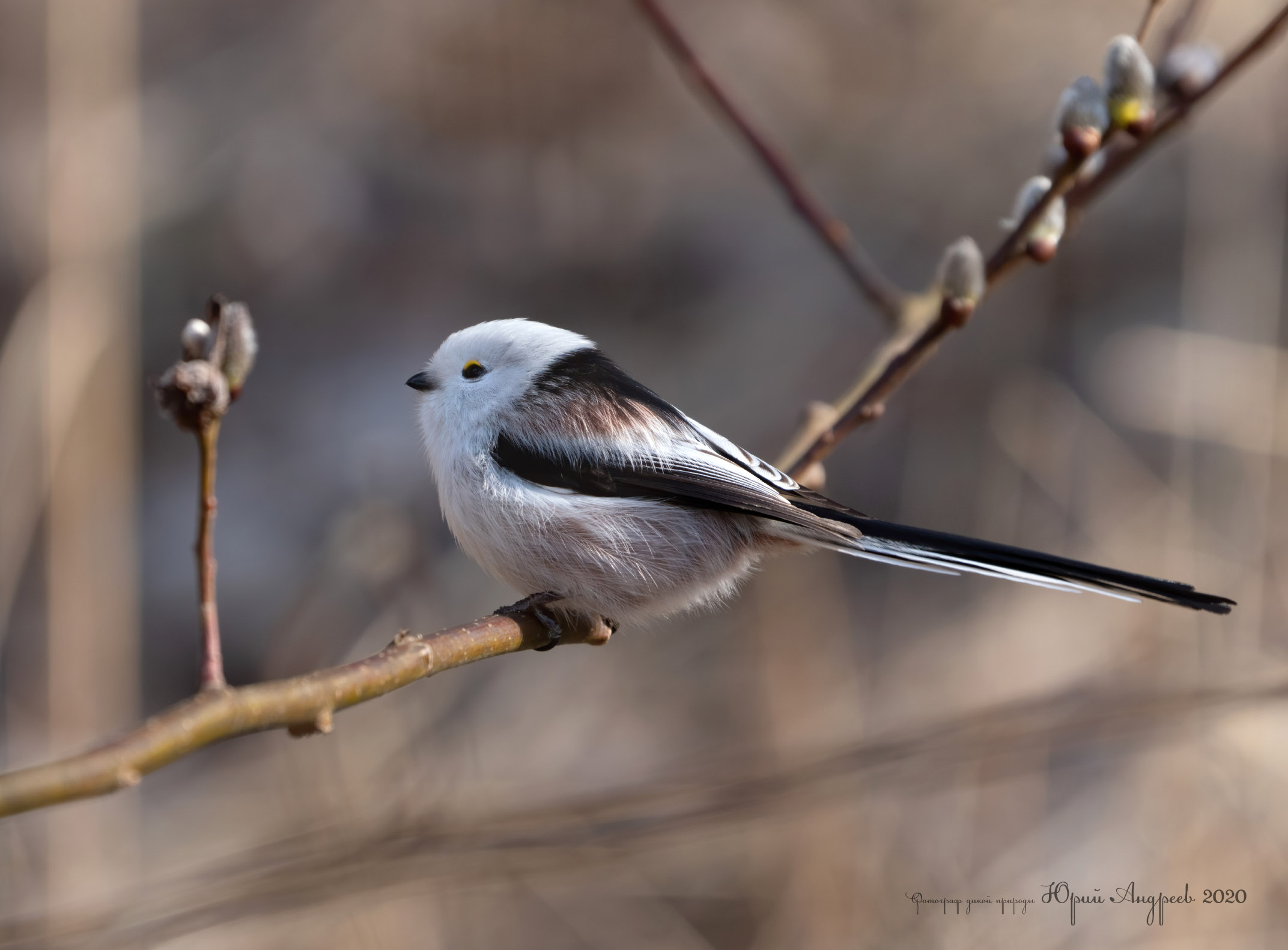 Tit dalla coda lunga, Tit, ovvero .