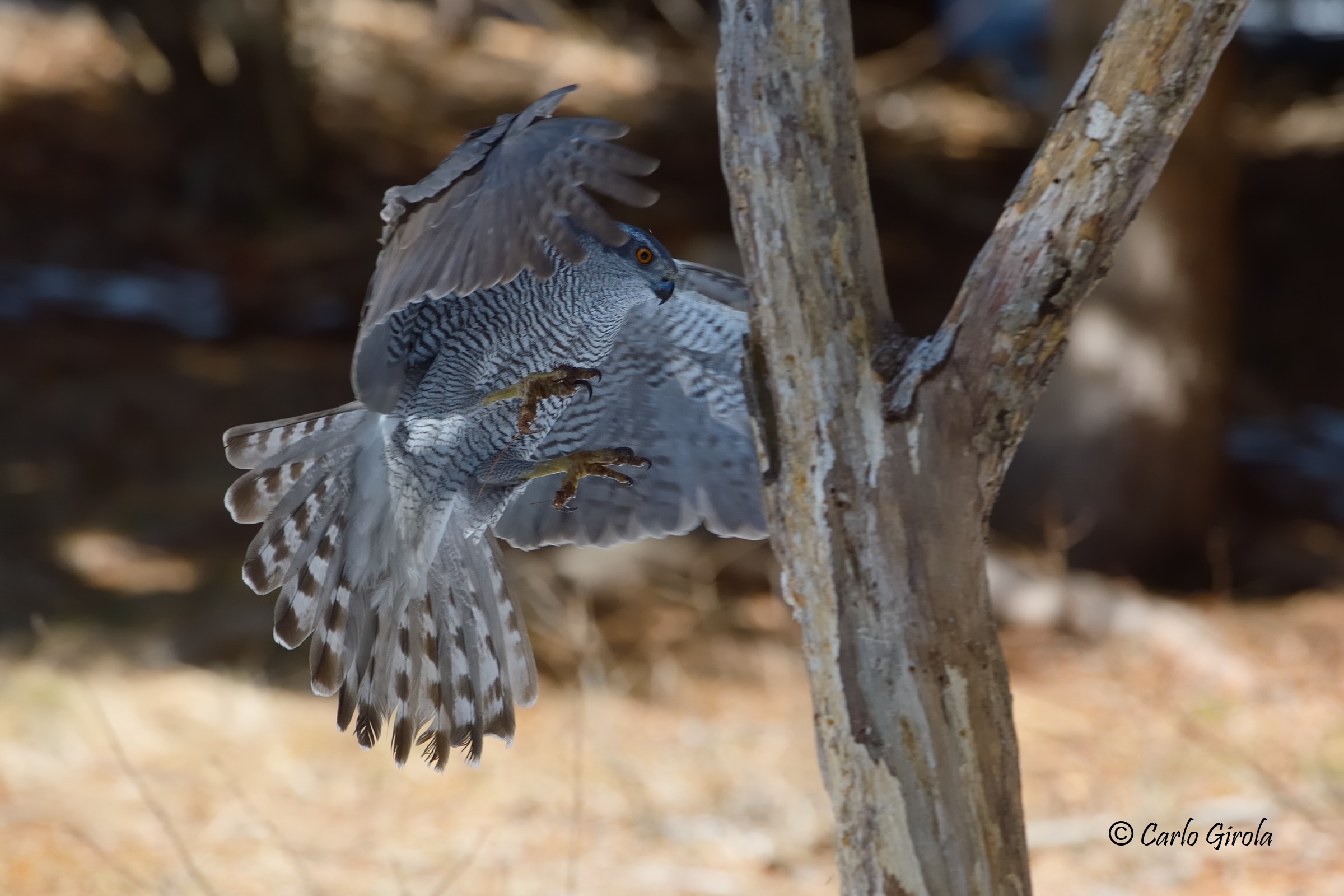Astore (Accipiter gentilis)