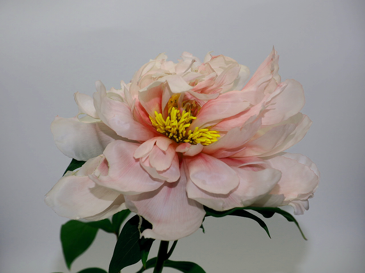 Peony