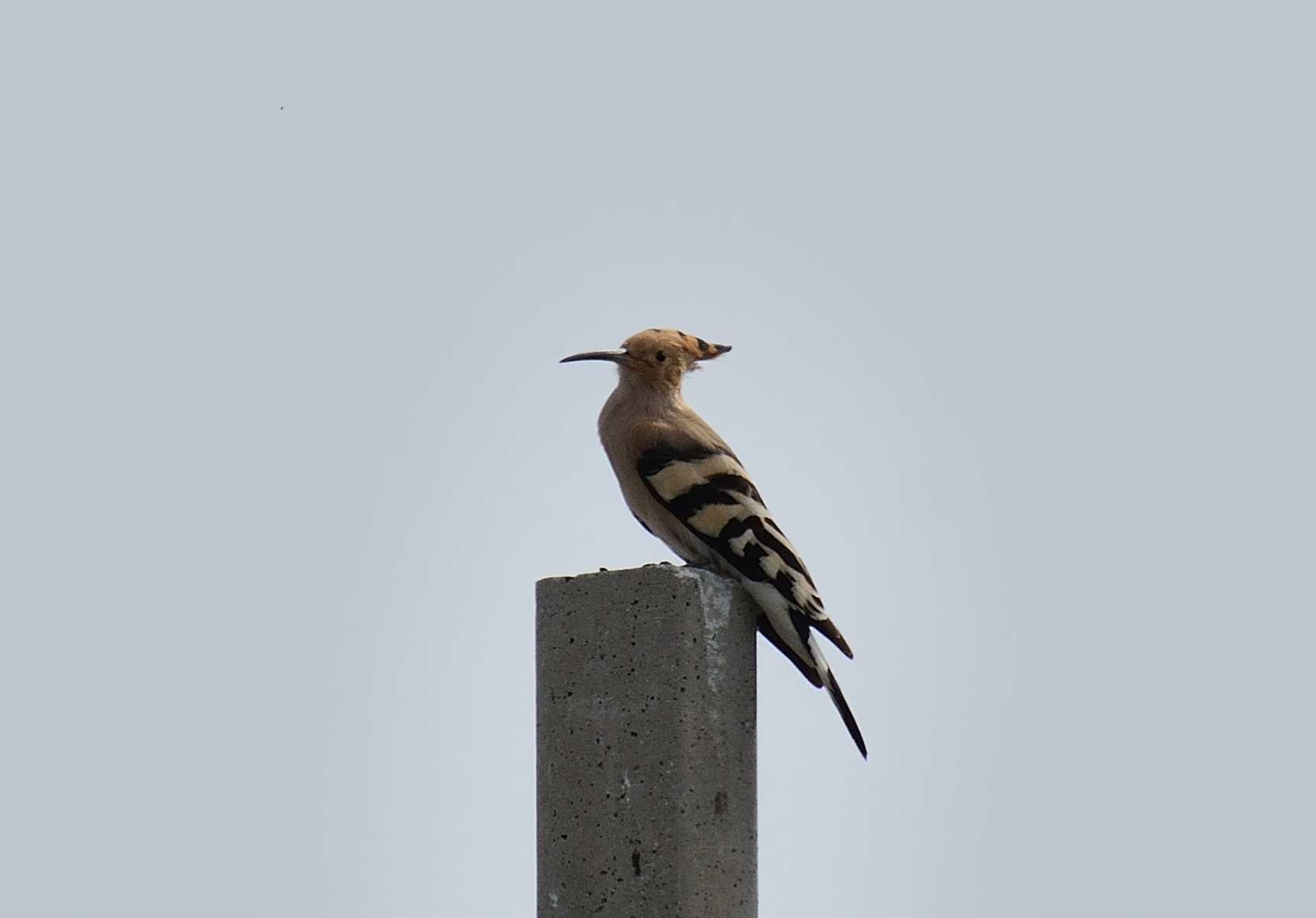 Hoopoe