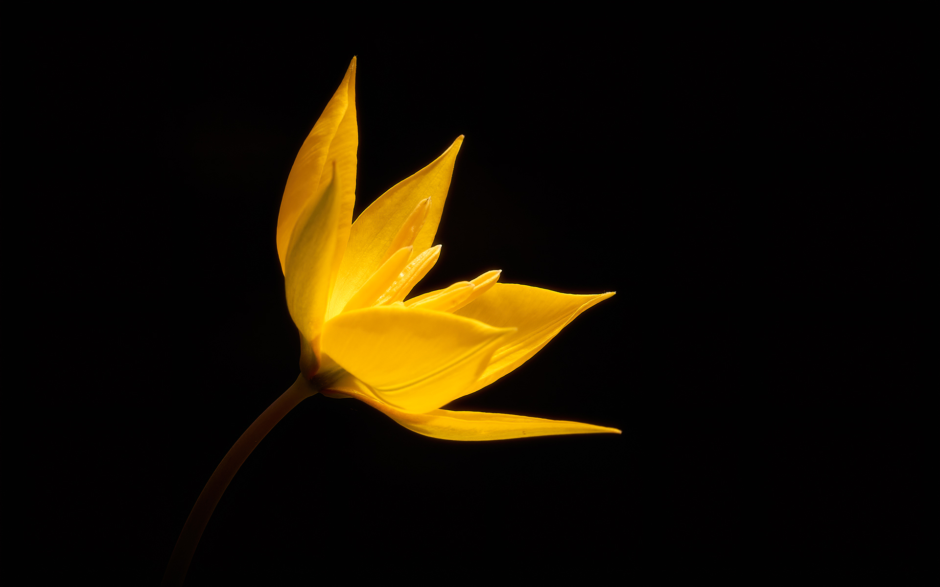 Yellow on black - Wild tulip