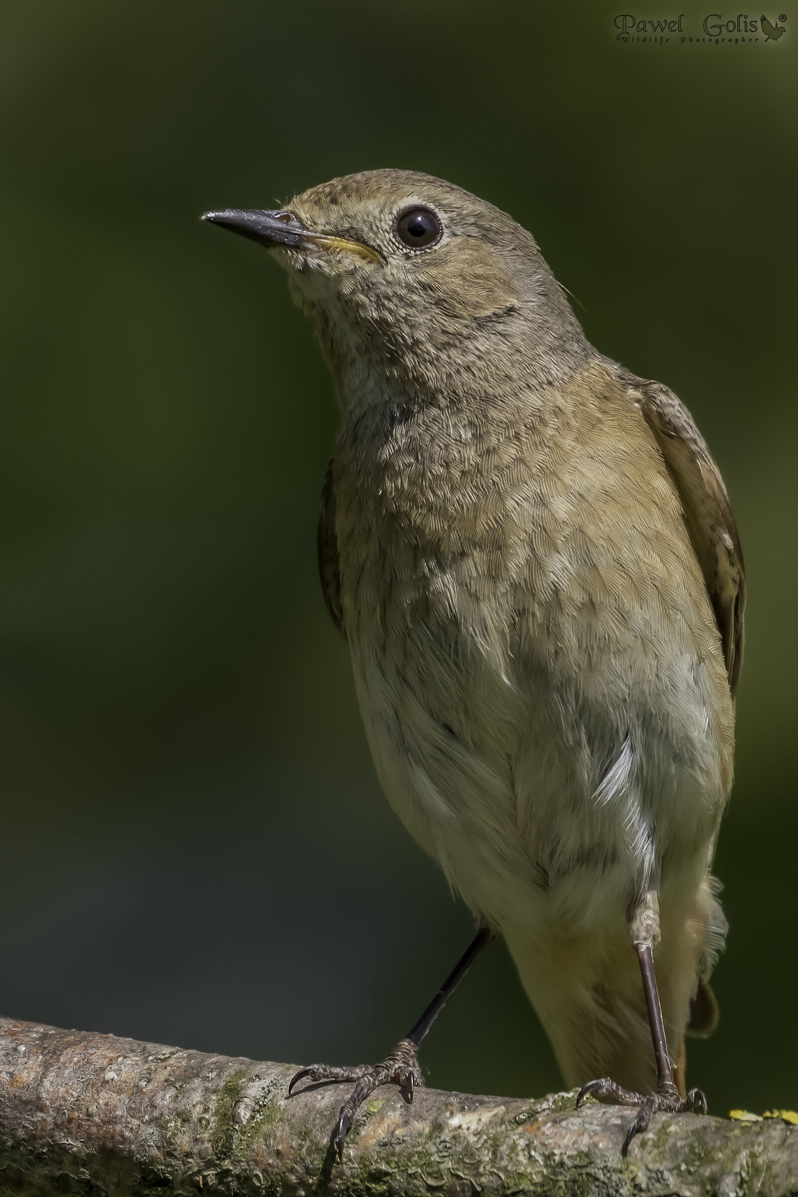 Rosso comune (Phoenicurus phoenicurus)