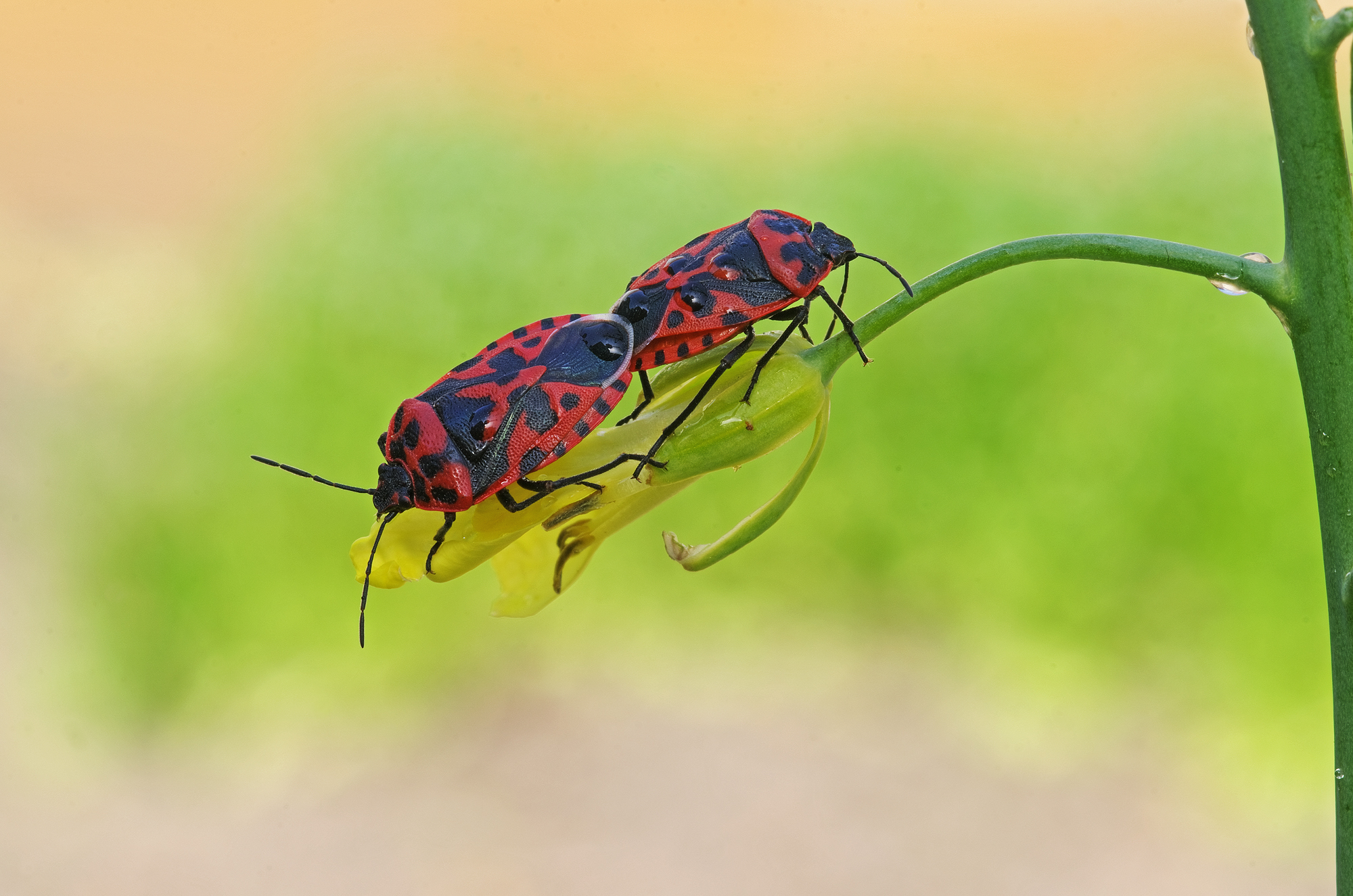 Firsts of the garden