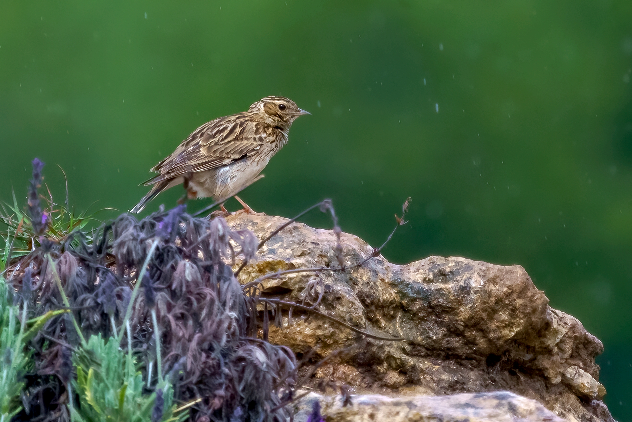 la tottavilla e la pioggia