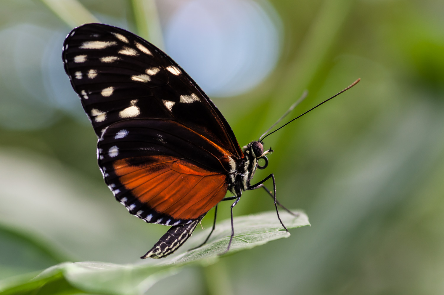 Orange black tropical butterfly