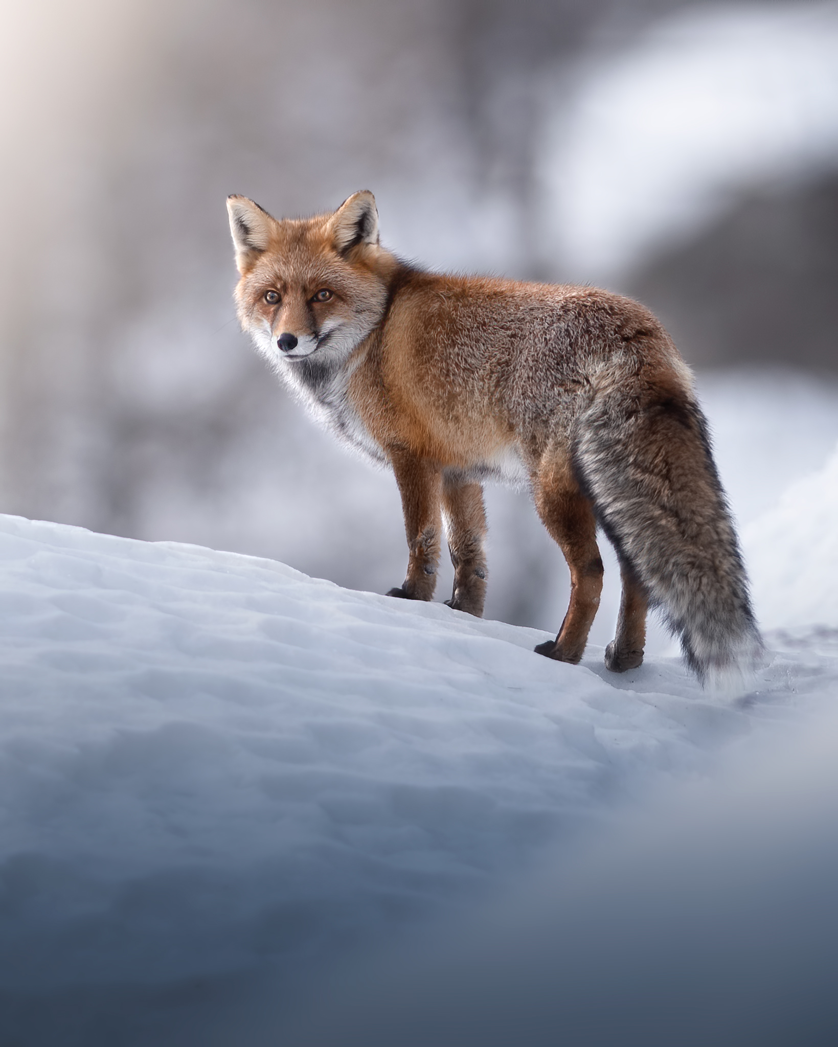 Fox, back to winter