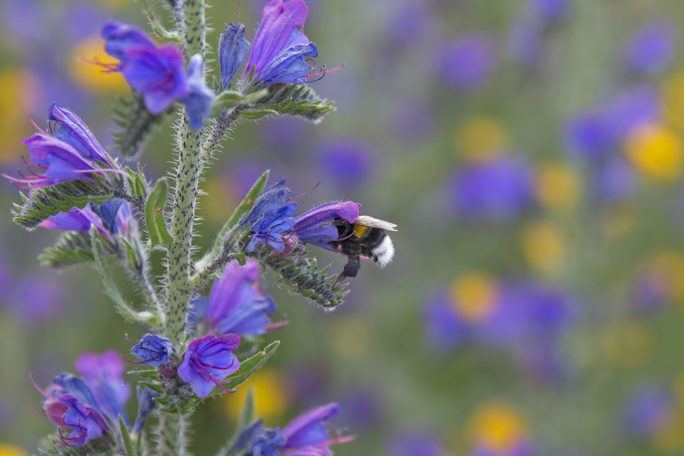 Bombus in search of nectar