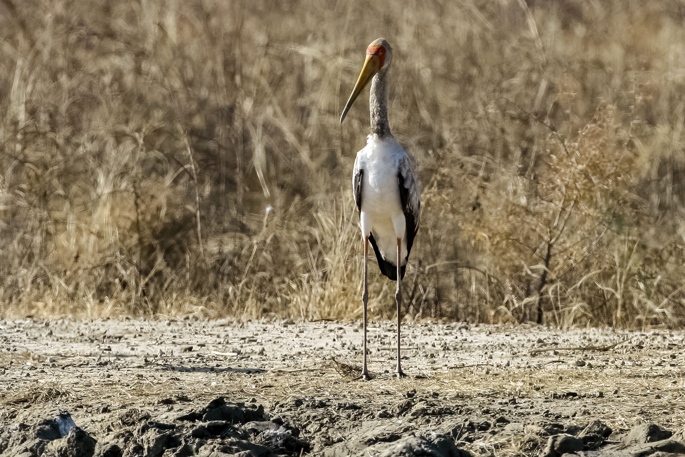Mycteria leucocephala