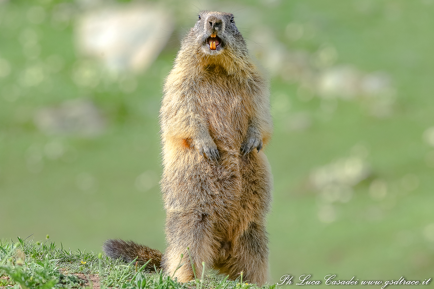 Marmot