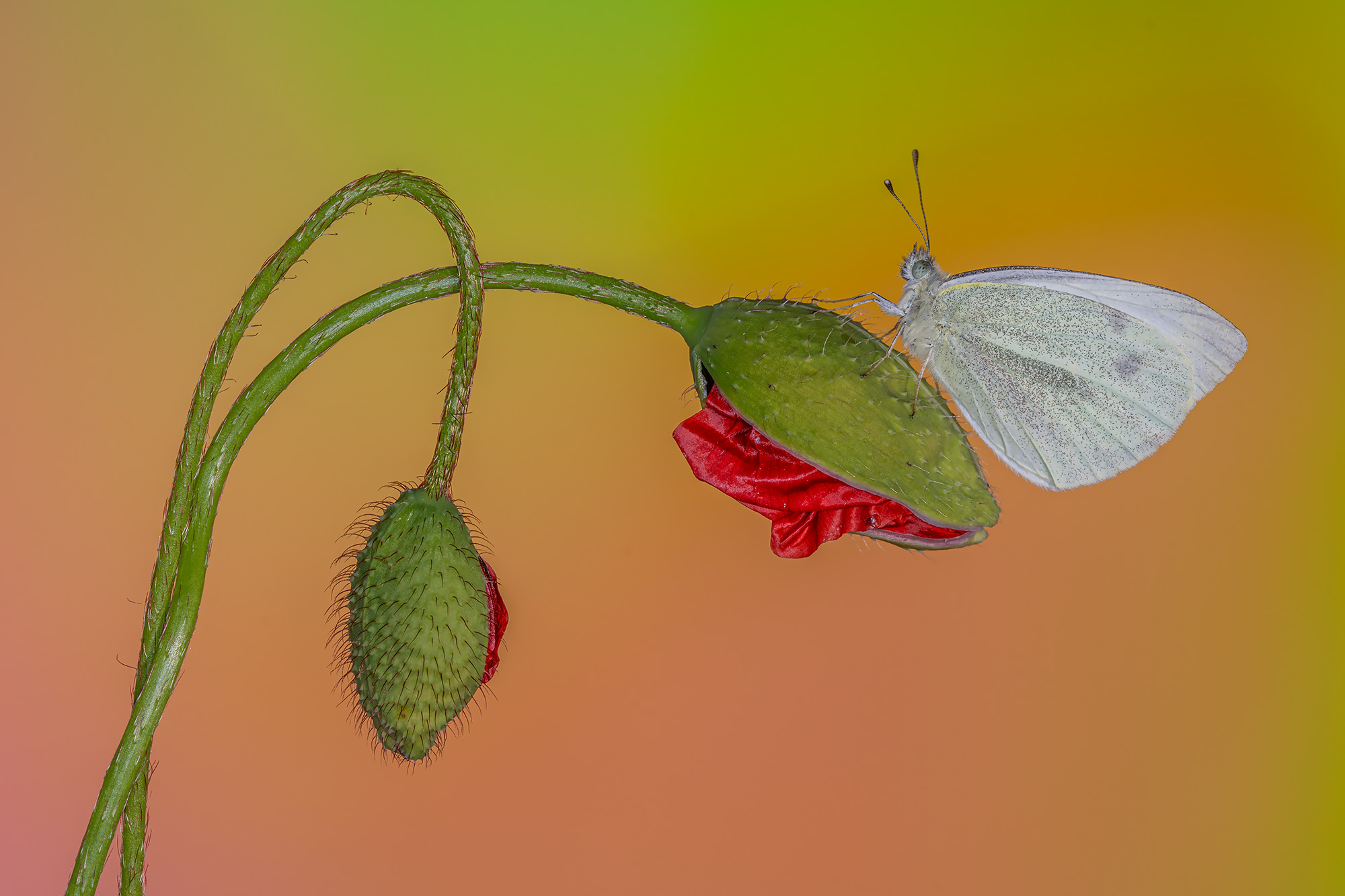 Pieris
