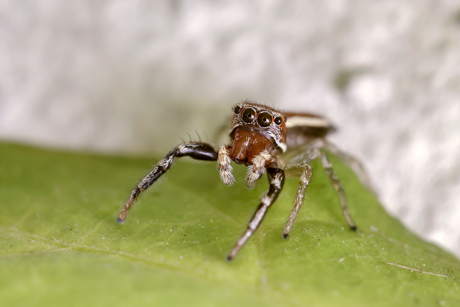 A new quarantine companion