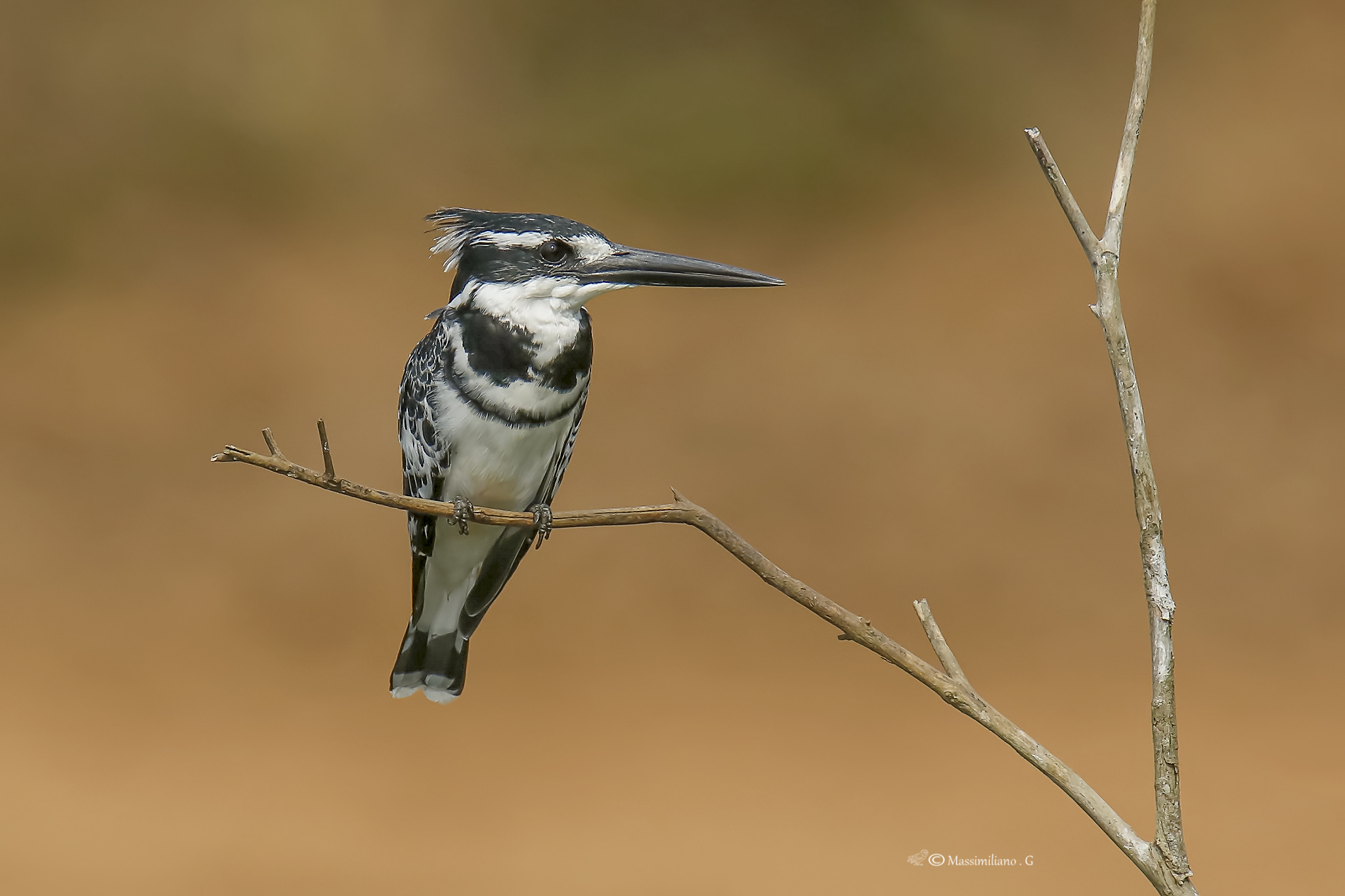 Martin pescatore bianco e nero