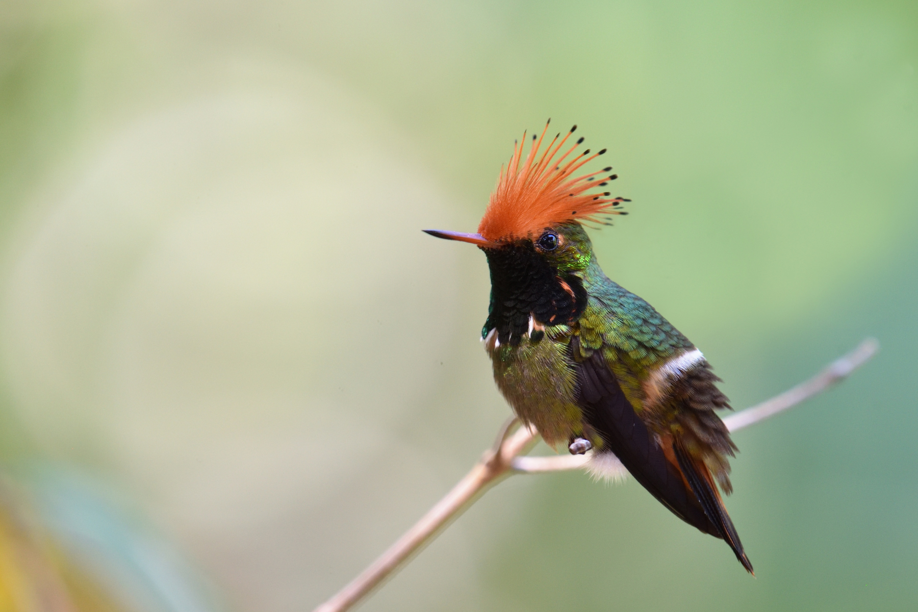 Rufous-crested Coquette