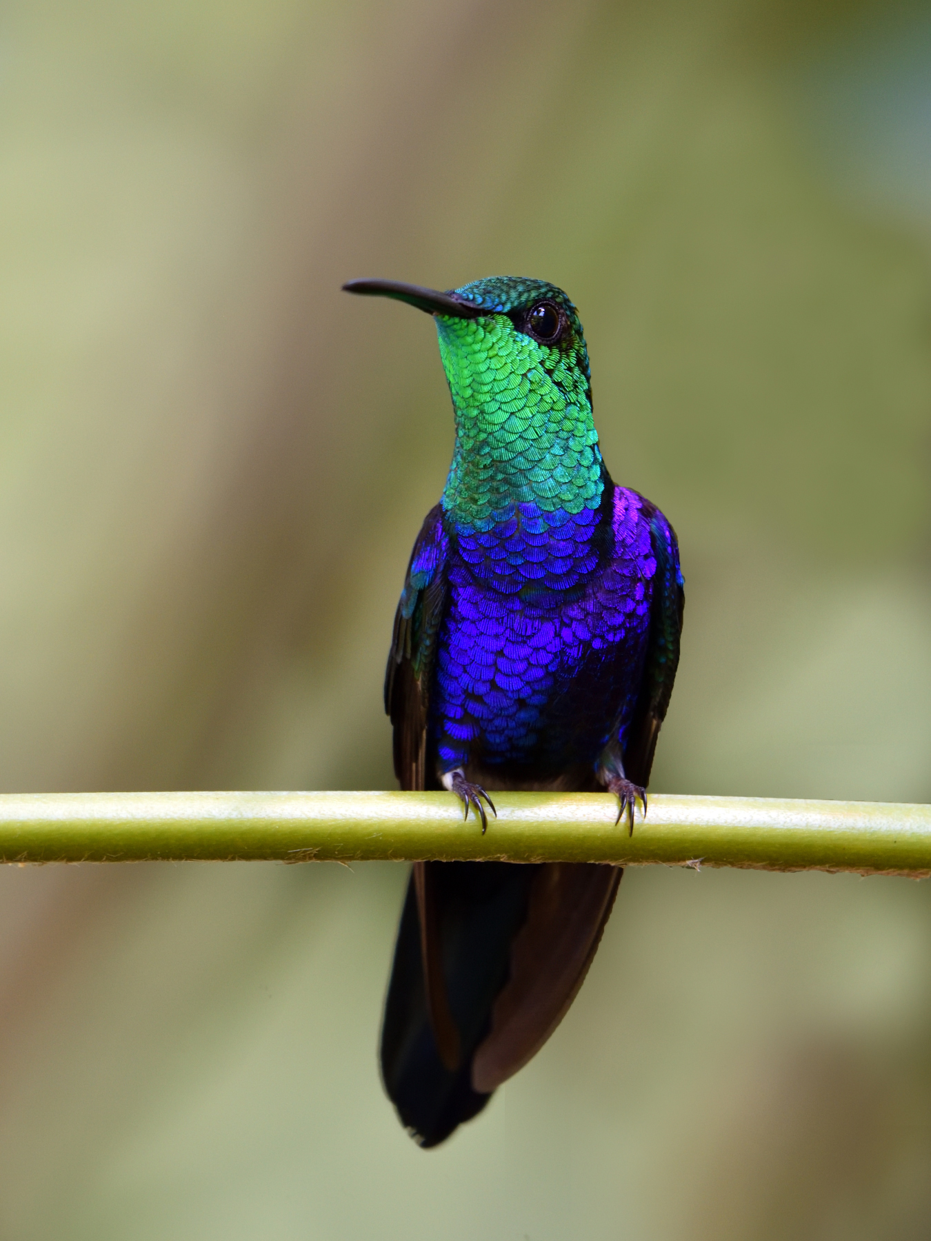 Fork-tailed Woodnymph