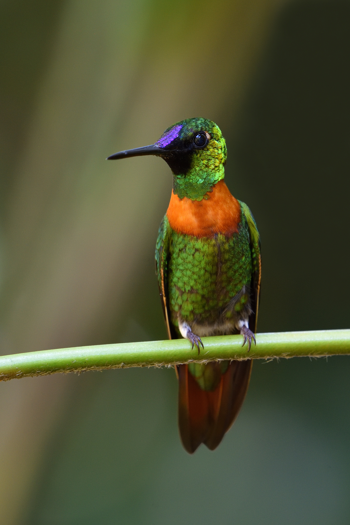 Gould's Jewelfront Hummingbird
