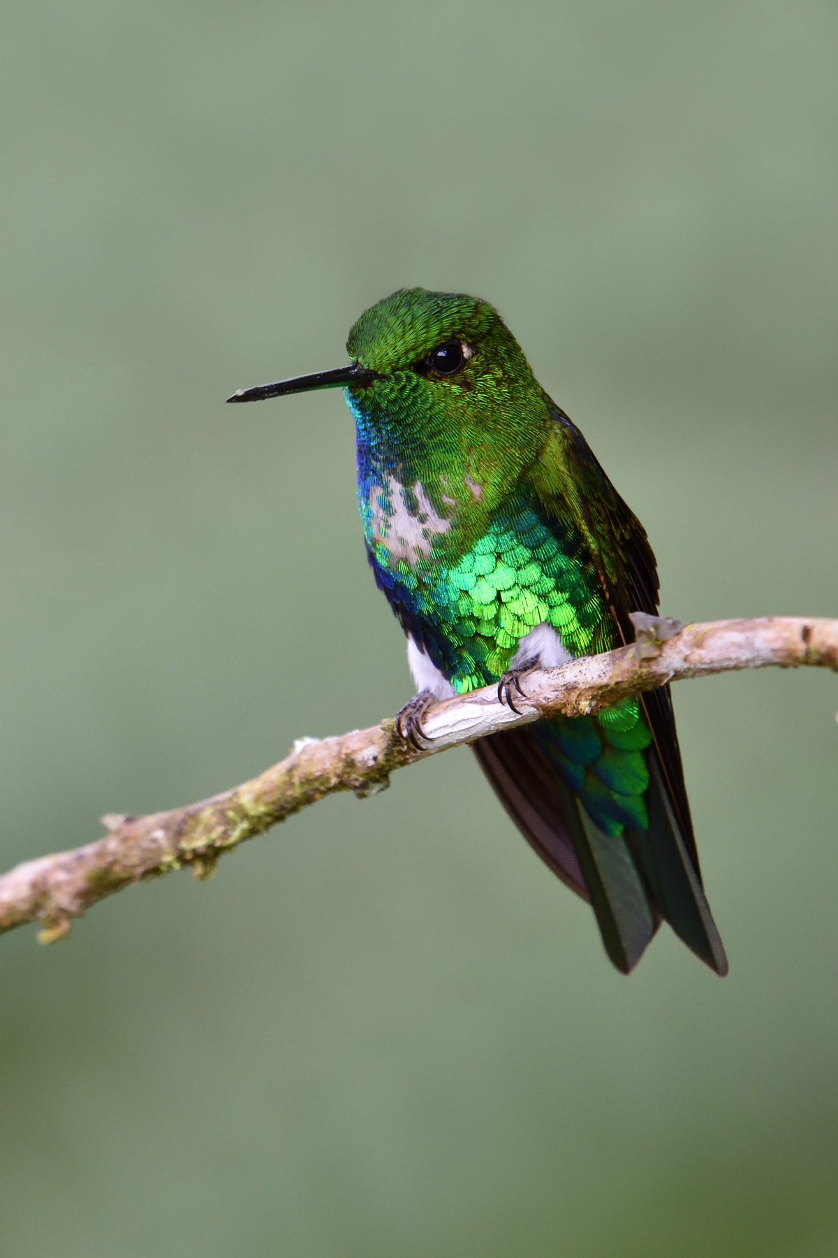 Emerald-bellied Puffleg