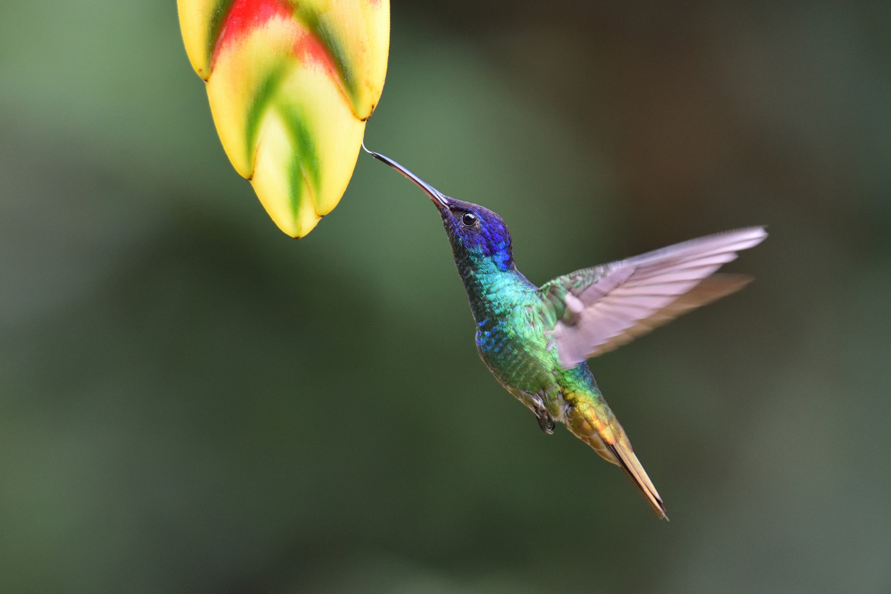 Golden-tailed Sapphire