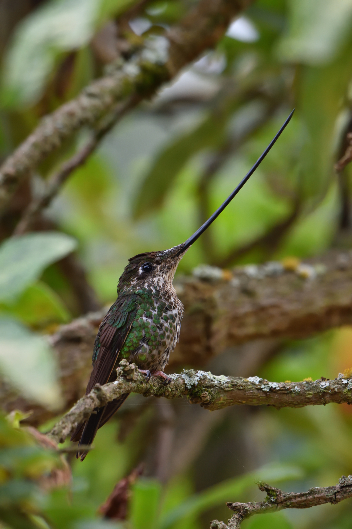 Sword-billed Hummingbird