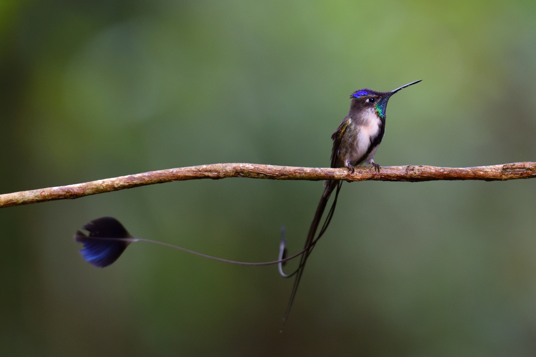 Marvelous Spatuletail Hummingbird