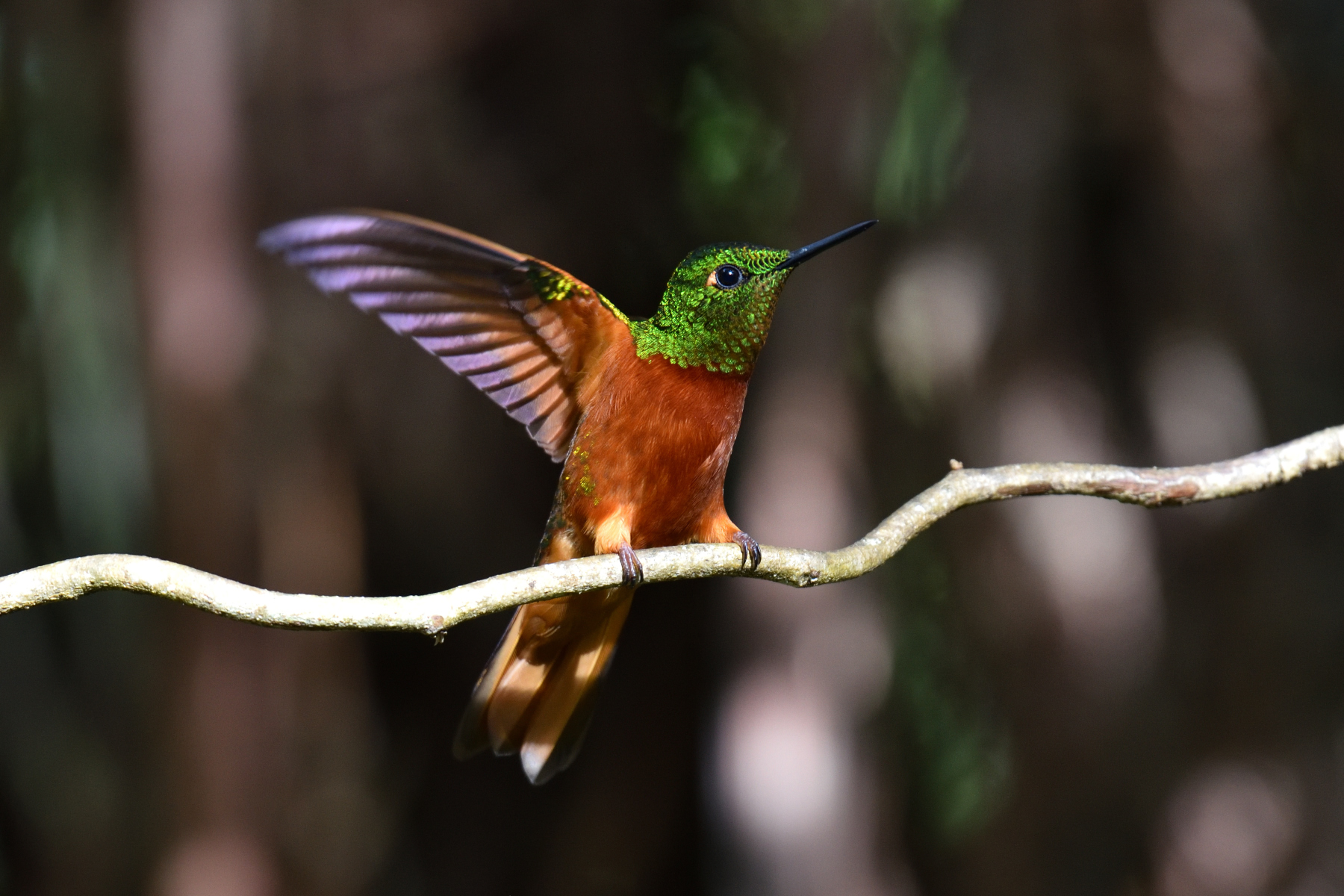 Chestnut breasted coronet