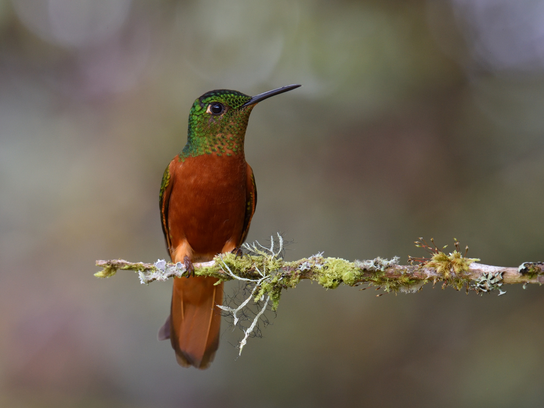 Chestnut breasted coronet