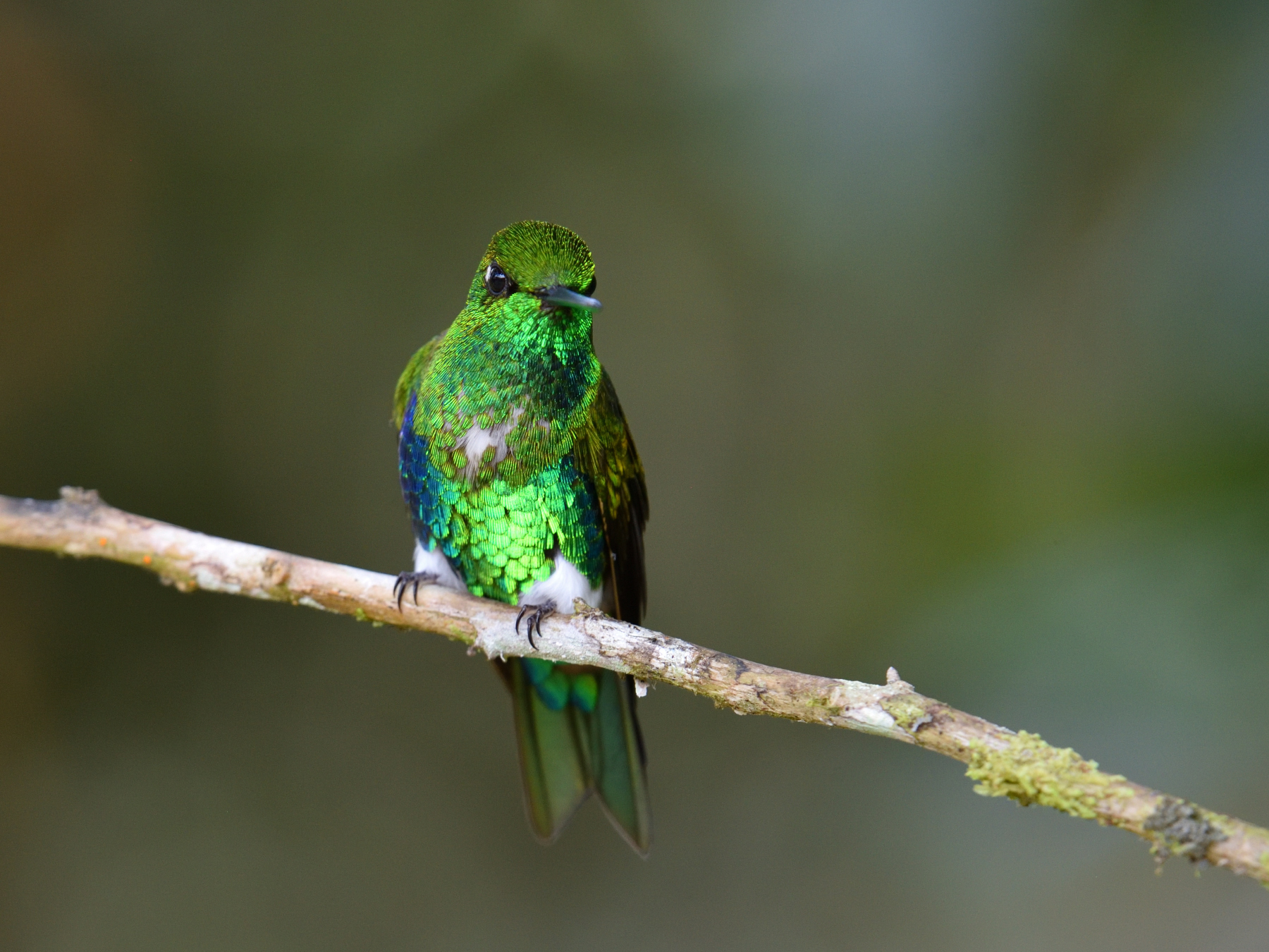 Emerald-bellied Puffleg