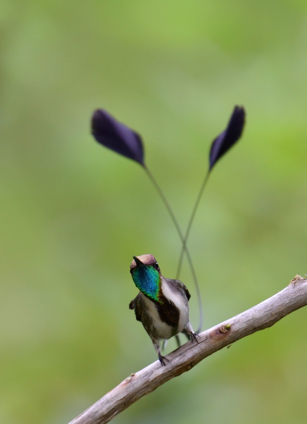 Marvelous Spatuletail Hummingbird