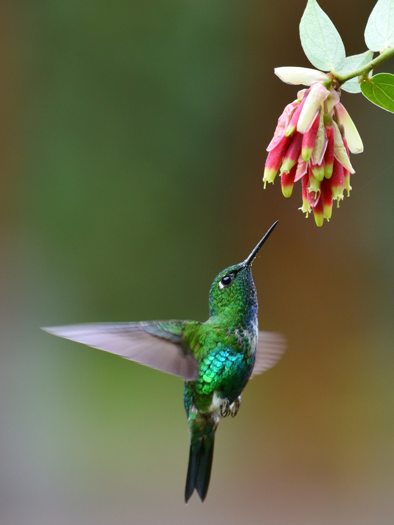 Emerald-bellied Puffleg