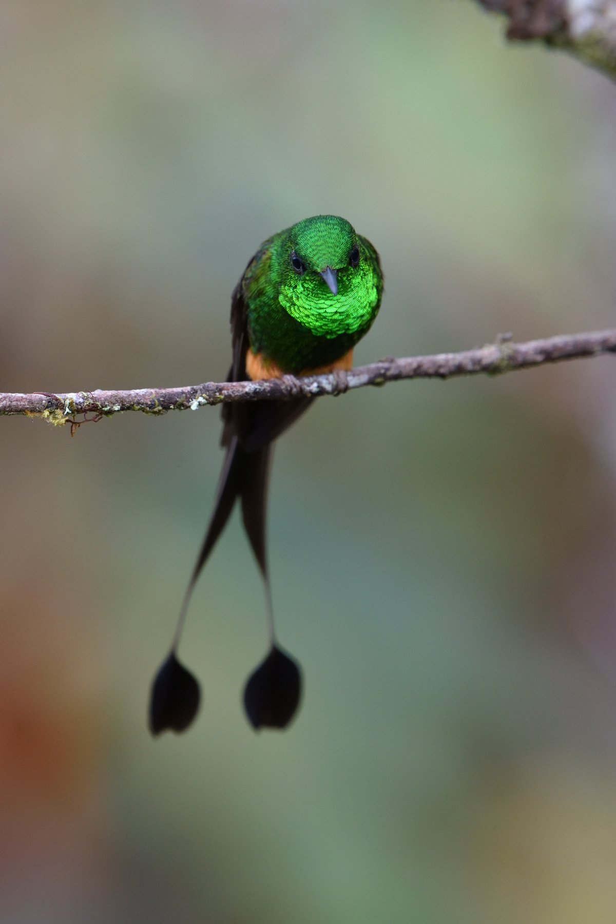 Booted Racket-tail