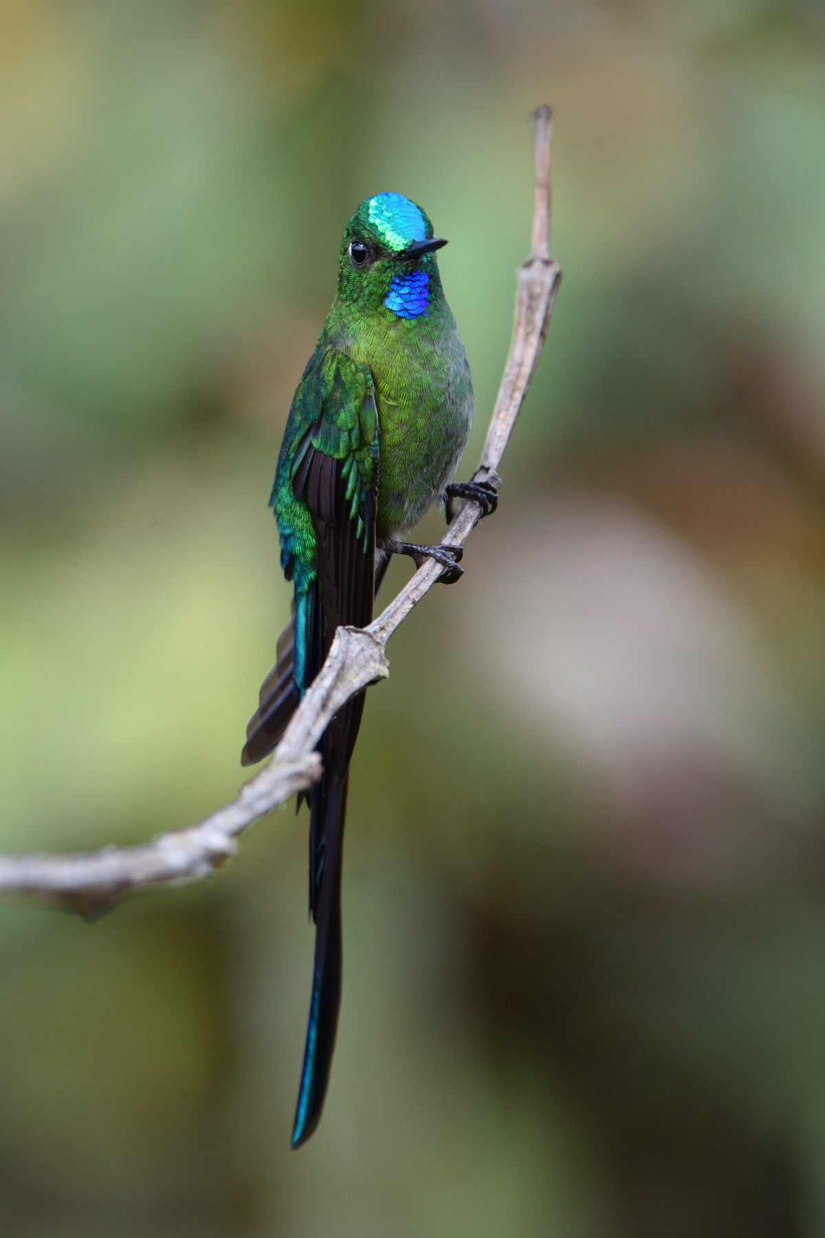 long tailed sylph
