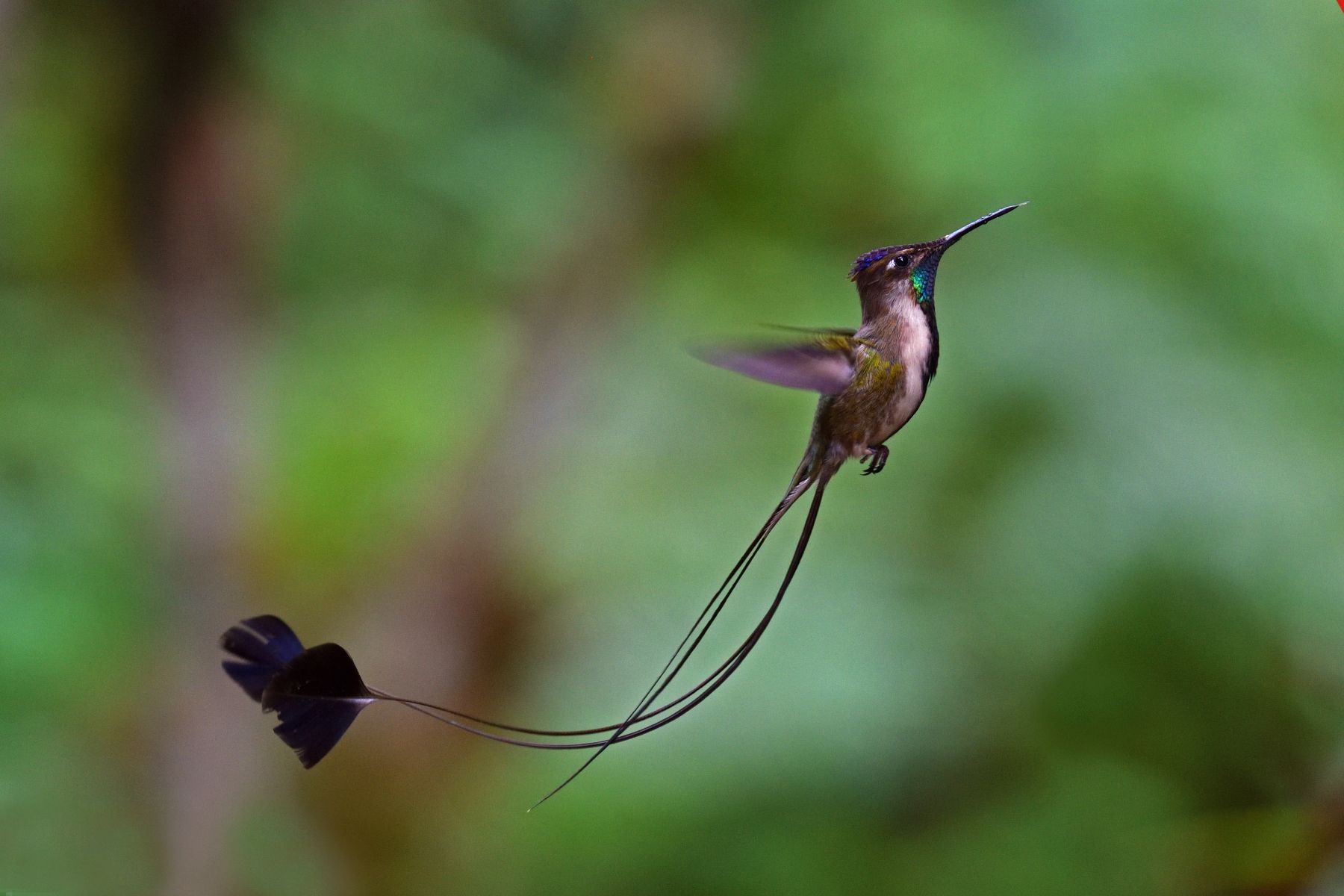 Marvelous Spatuletail Hummingbird