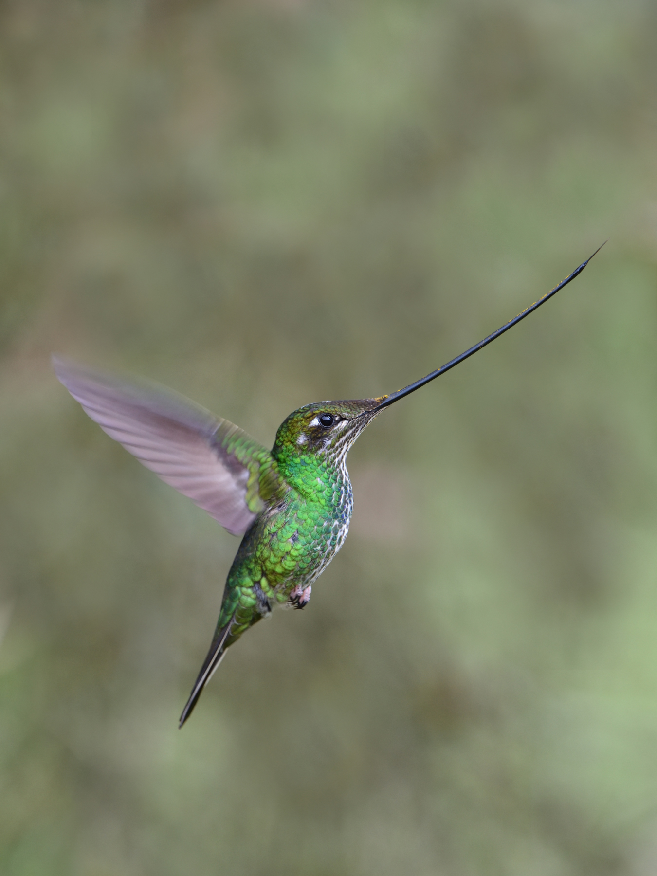 Sword-billed Hummingbird