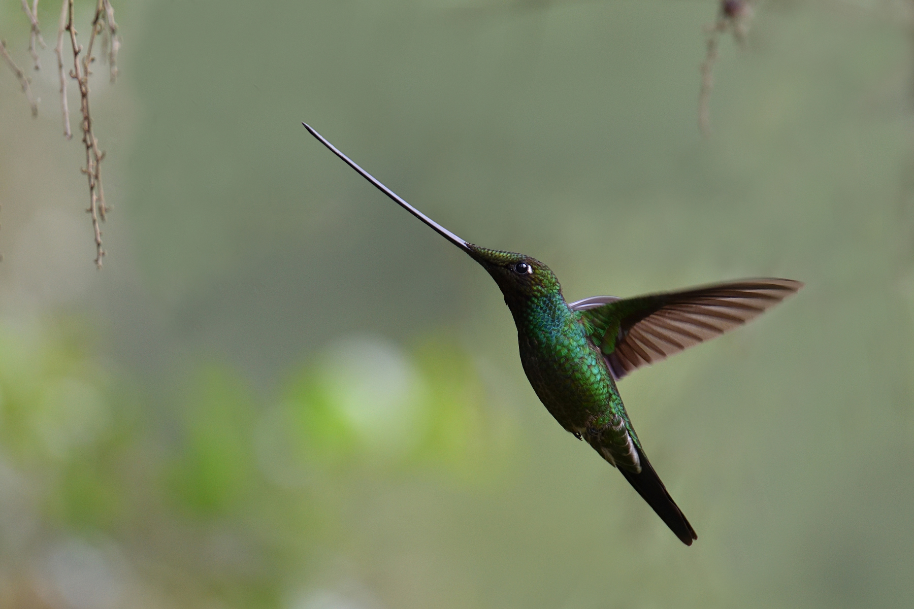 Sword-billed Hummingbird