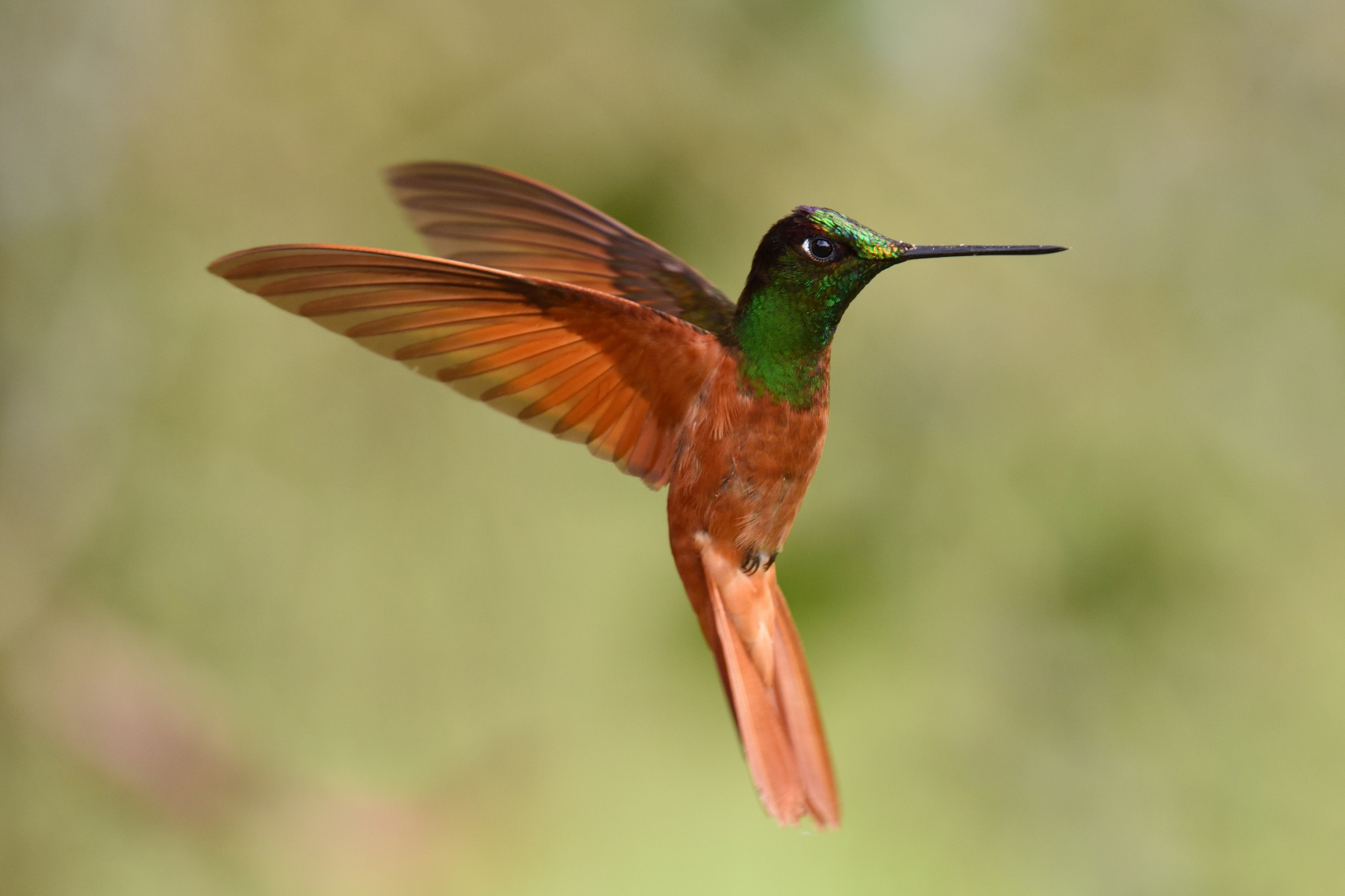 Rainbow starfrontlet hummingbird
