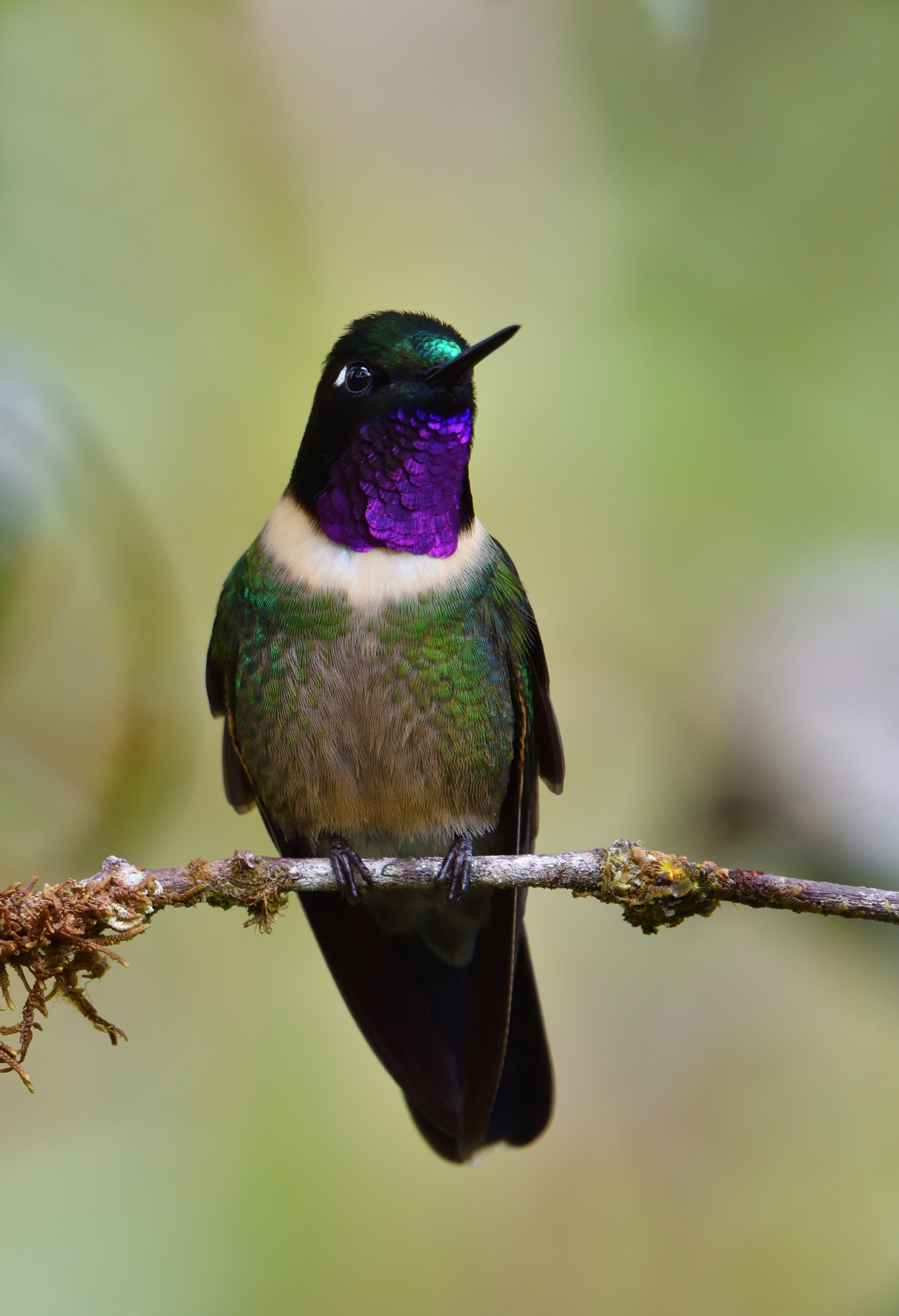 Amethyst throated sunangel