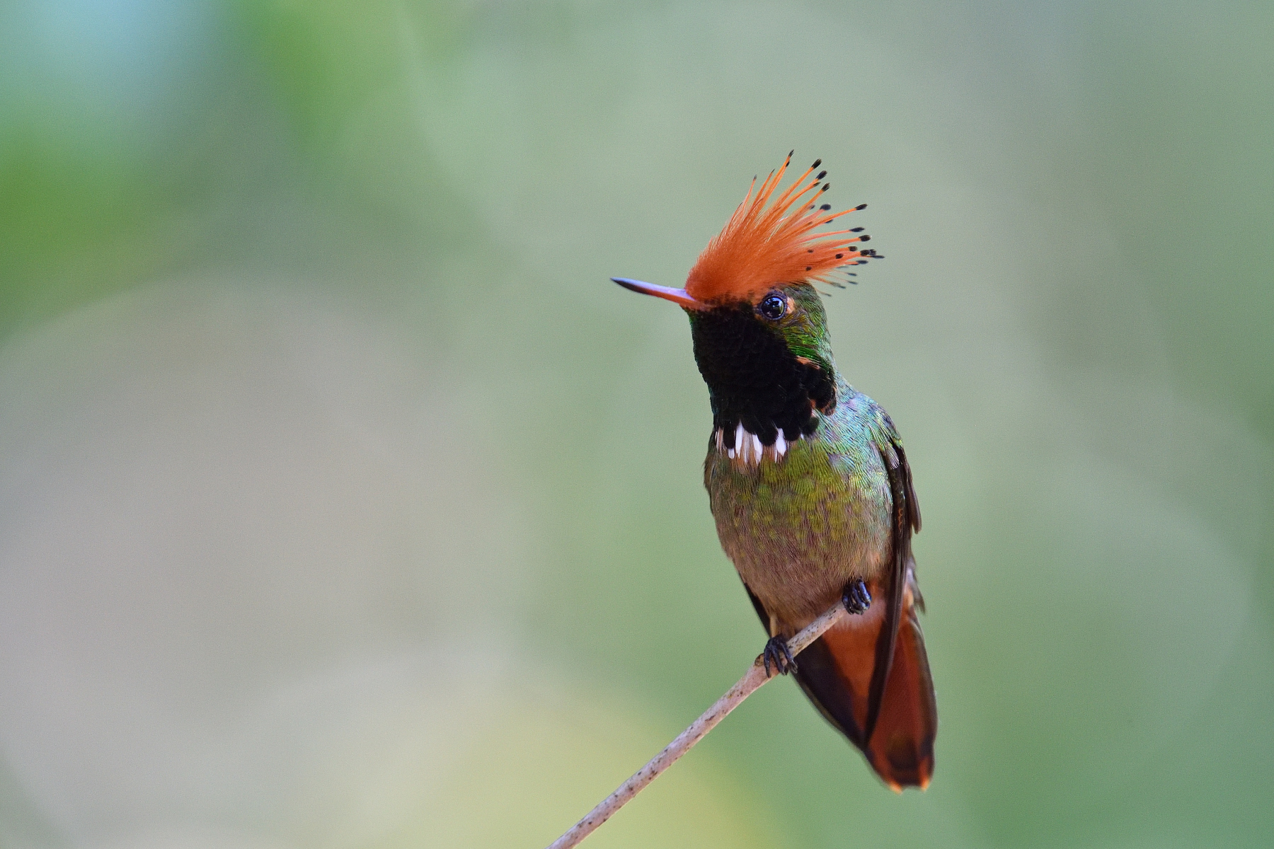 Rufous-crested Coquette