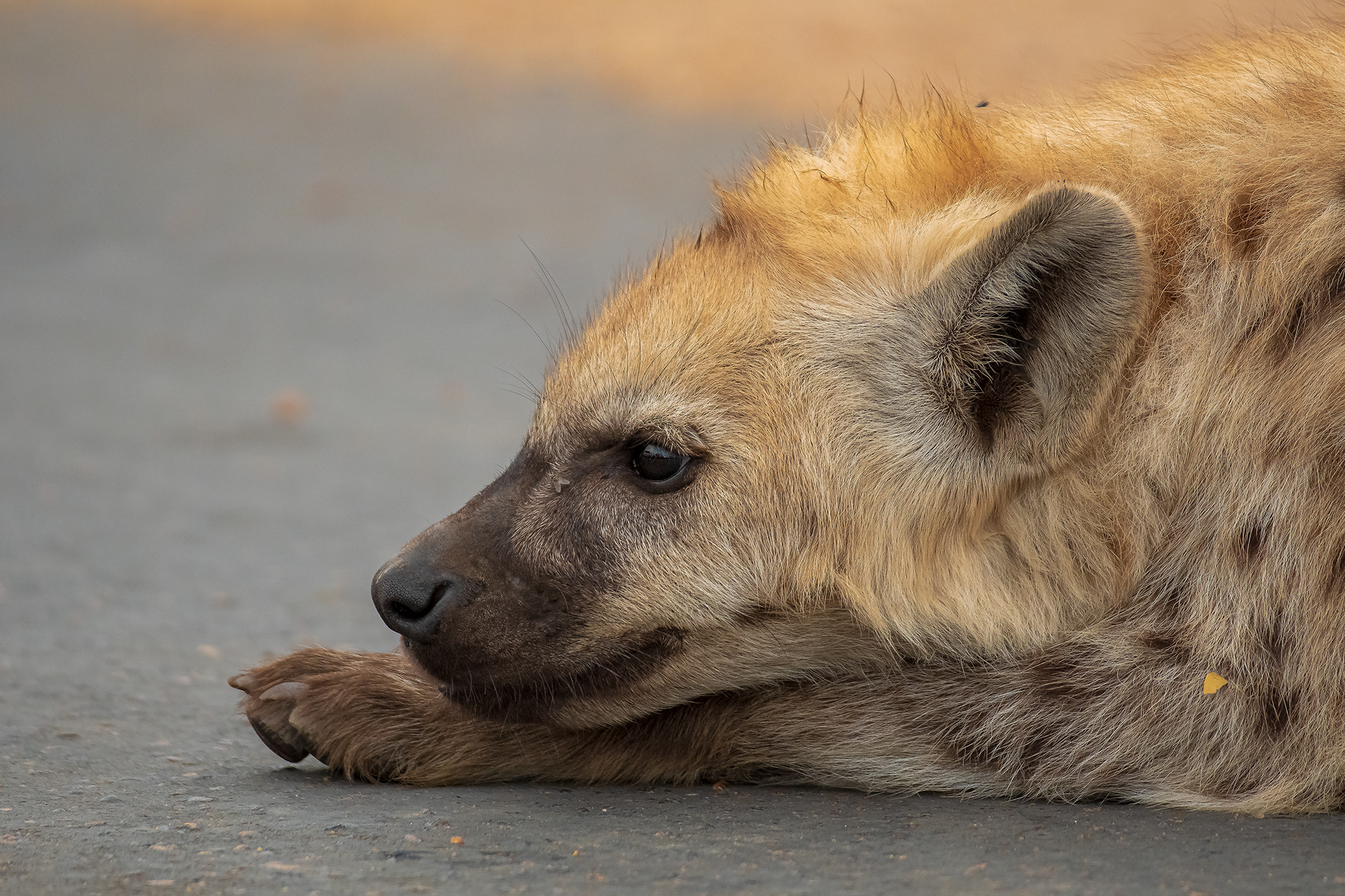 Hyena Cub