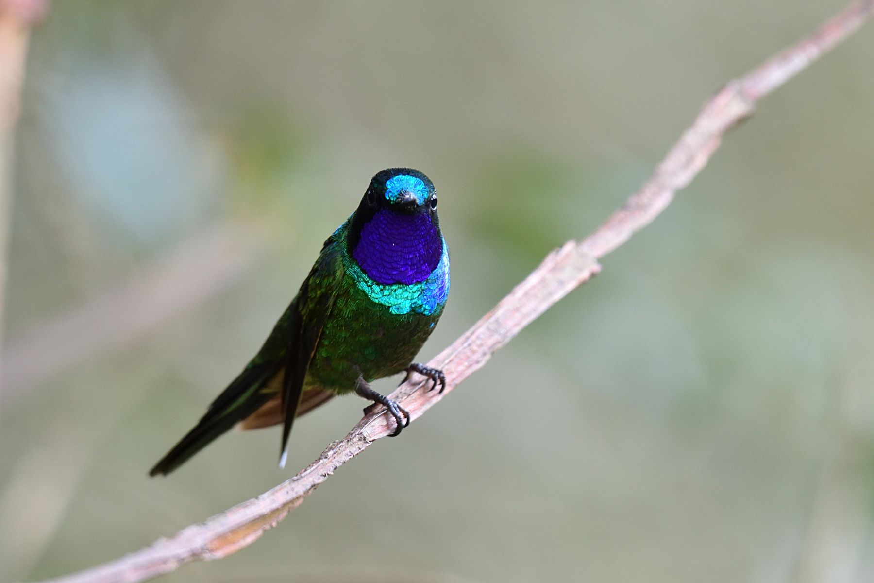 Purple-throated sunangel