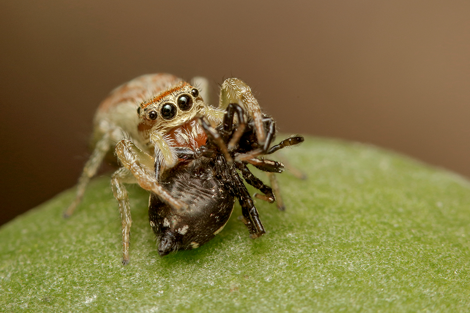 Icius hamatus vs Heliophanus kochii