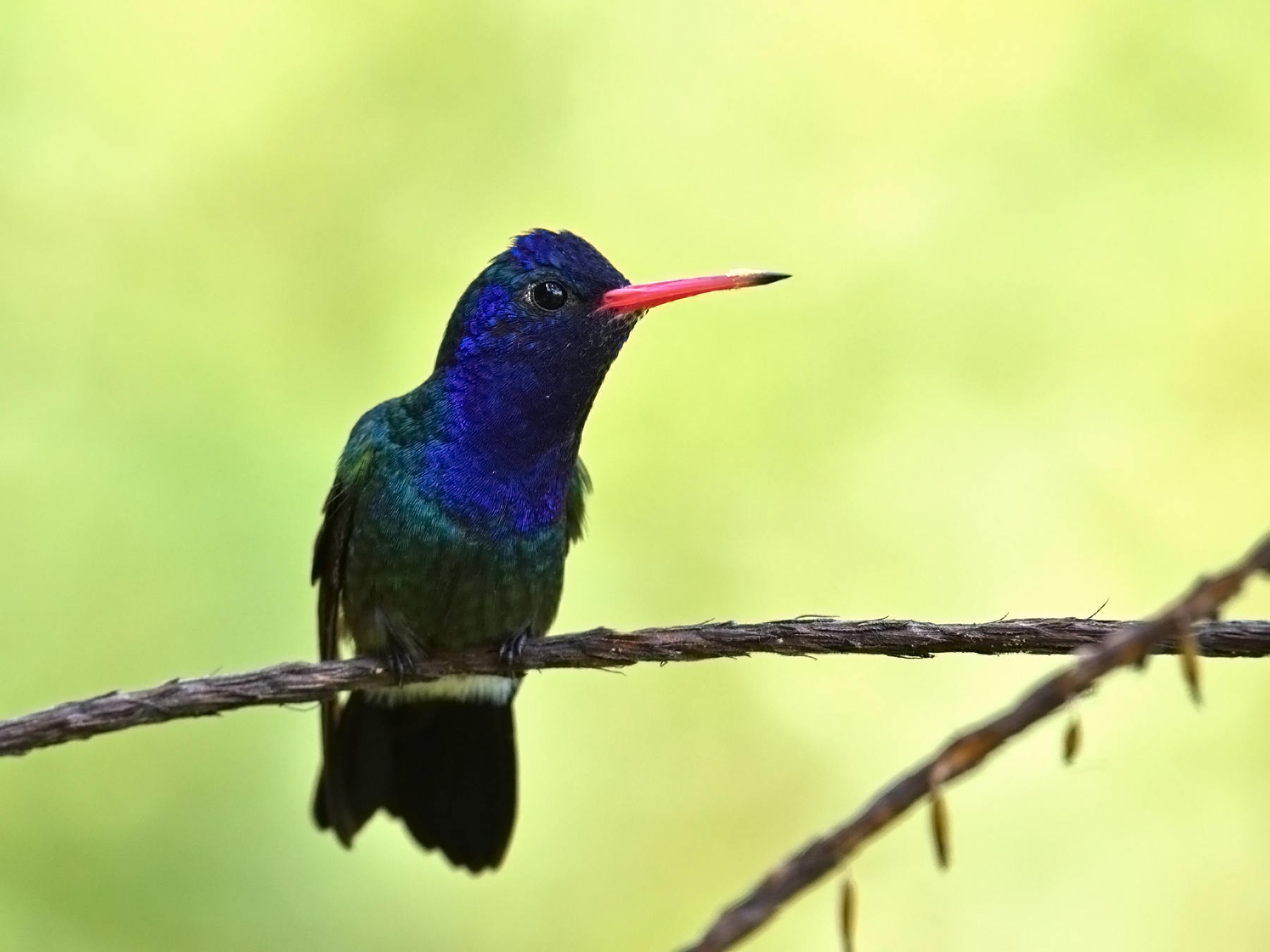 white-chinned sapphire