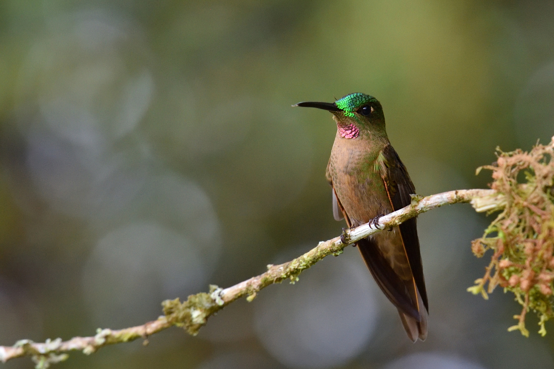 Fawn-breasted Brilliant