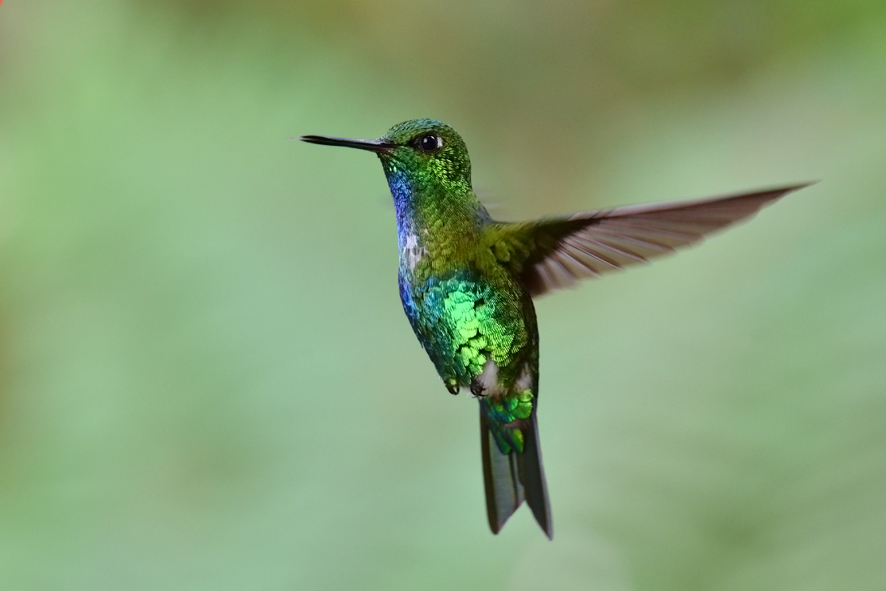 Emerald-bellied Puffleg