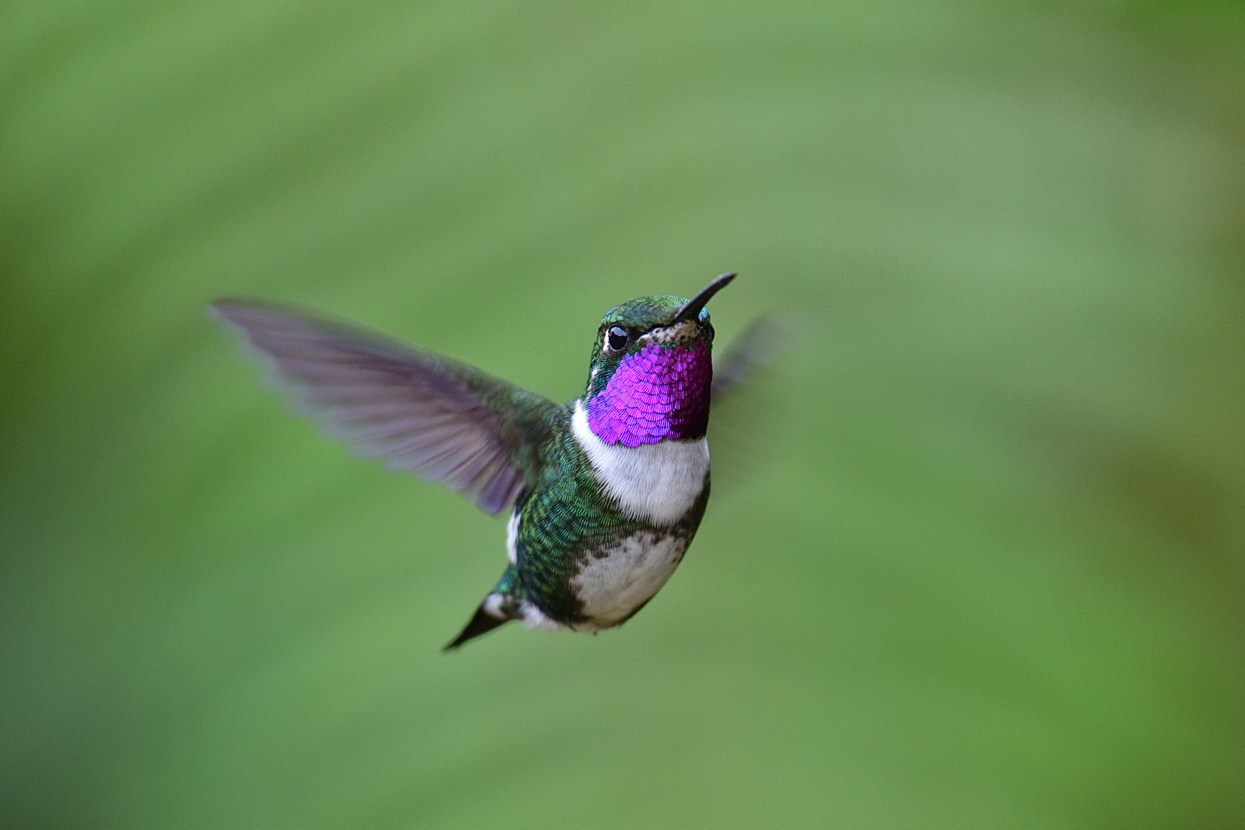 White-bellied Woodstar