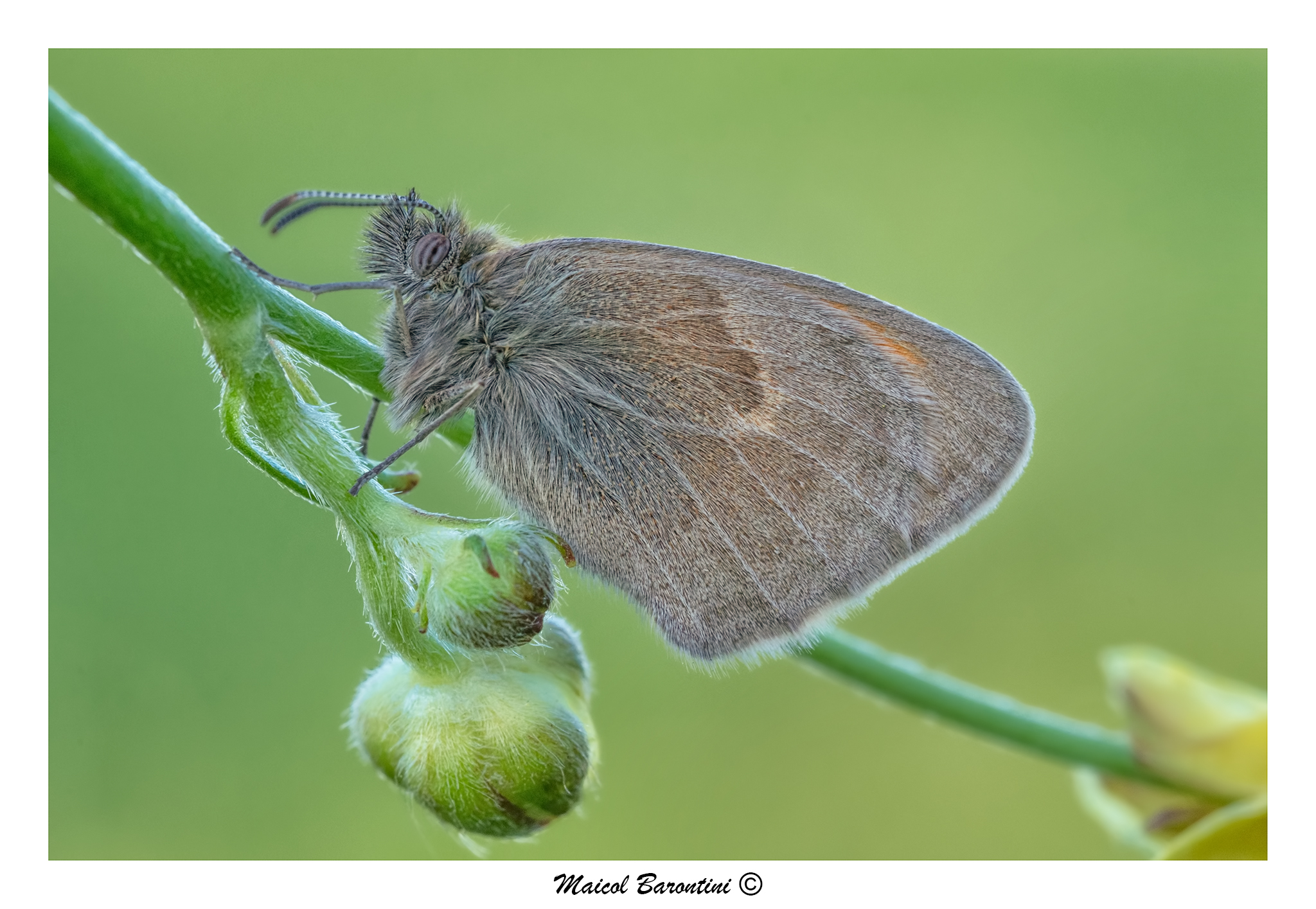 Coenonympha pamphilus