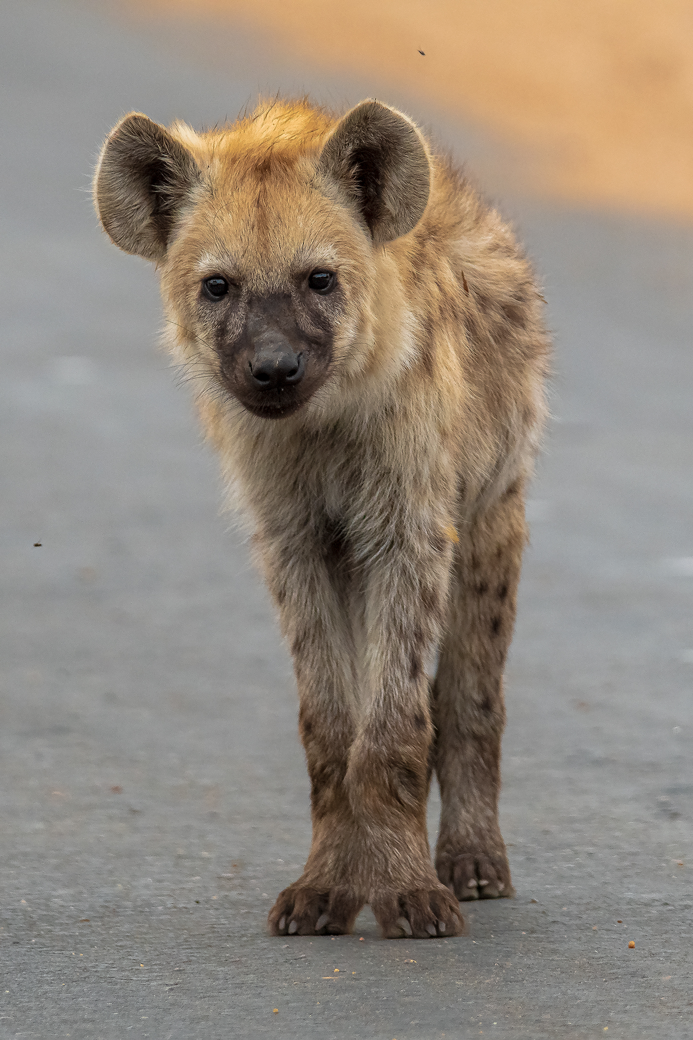 Hyena Cub