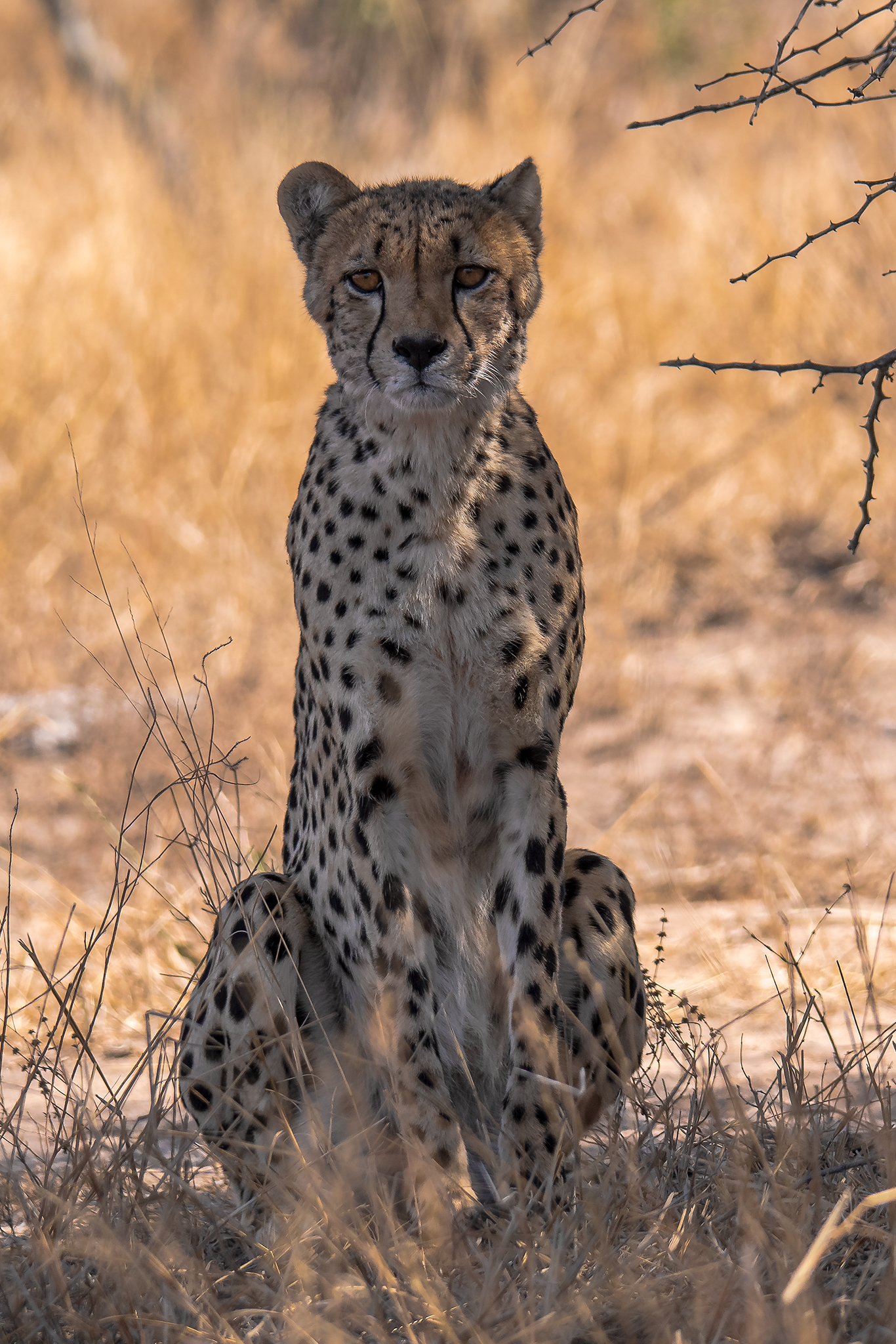 Cheetah