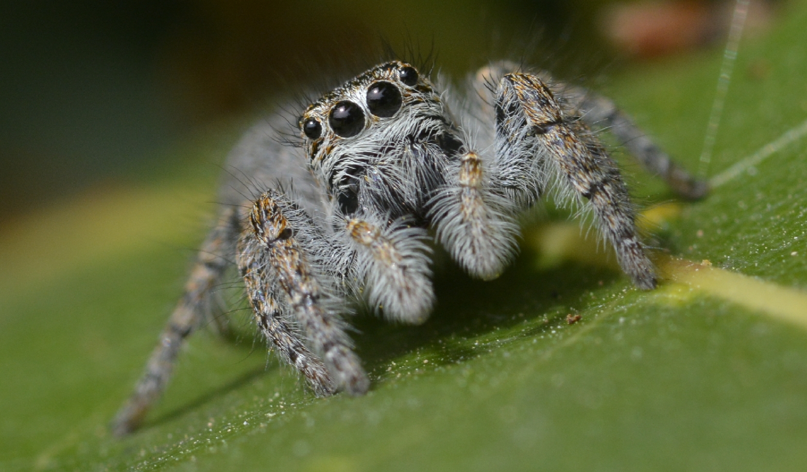 Ragno (salticidae)