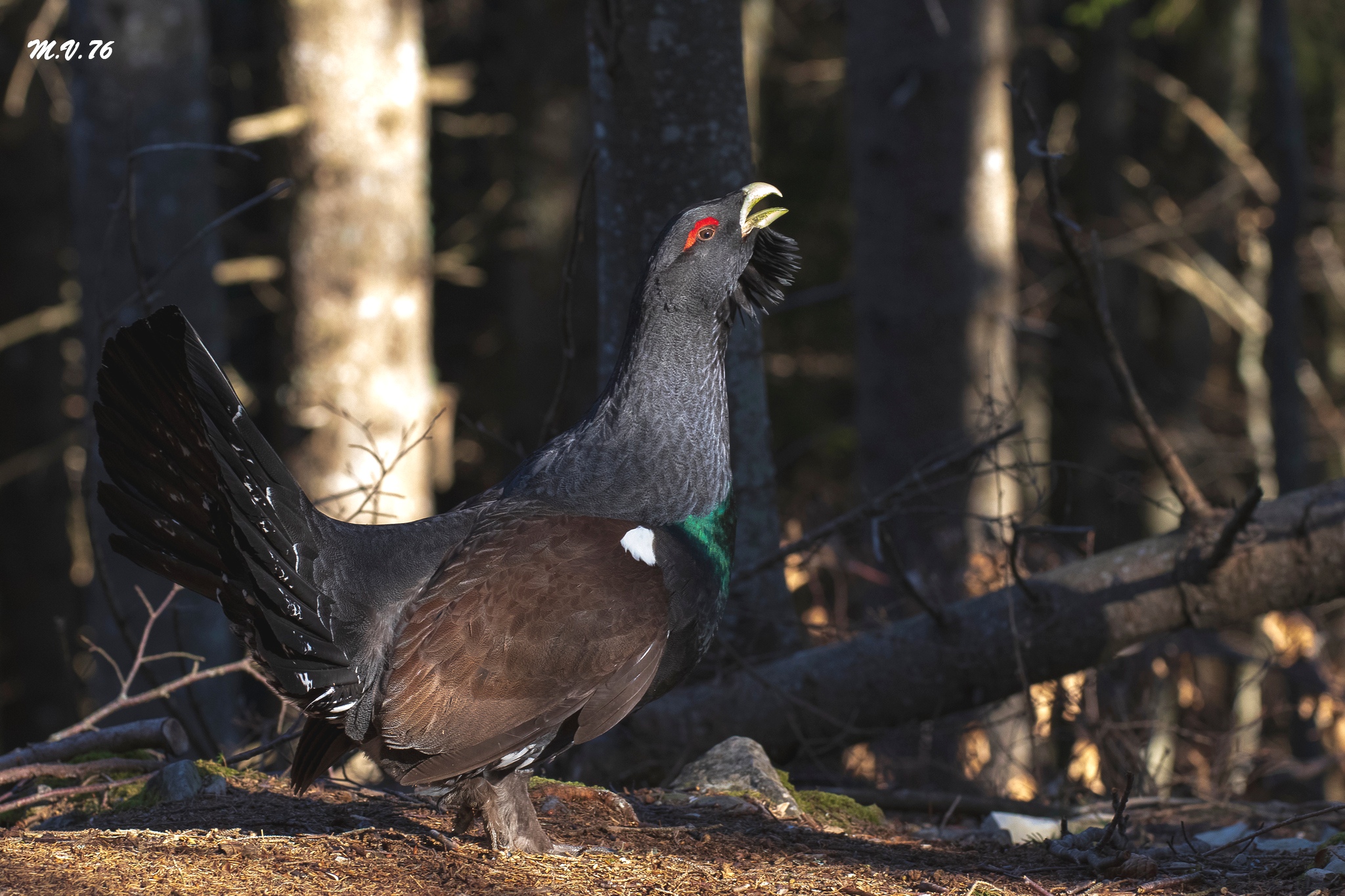 Her majesty "el galo"